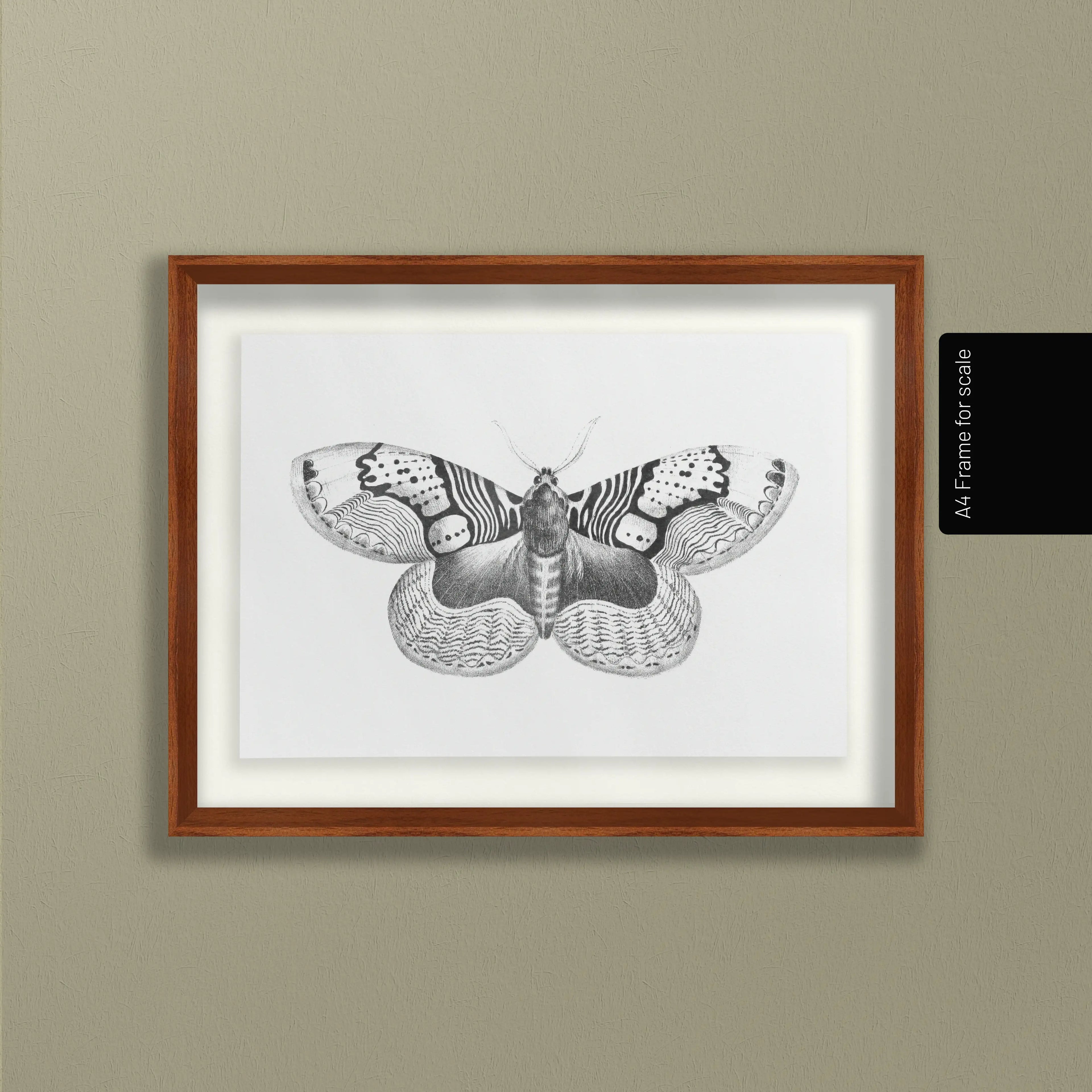 Natural History: Plate No. 88