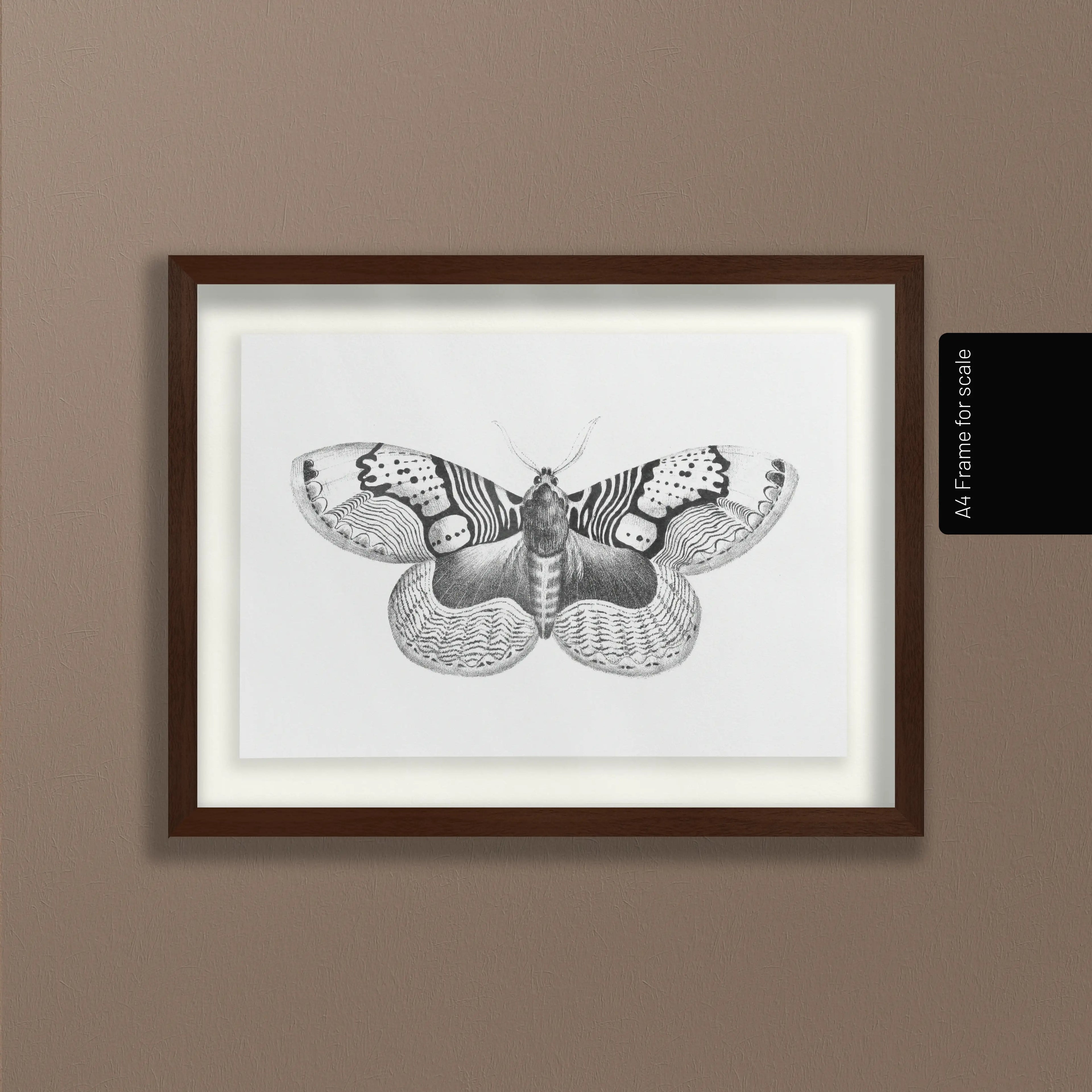 Natural History: Plate No. 88