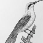 Natural History: Plate No. 89