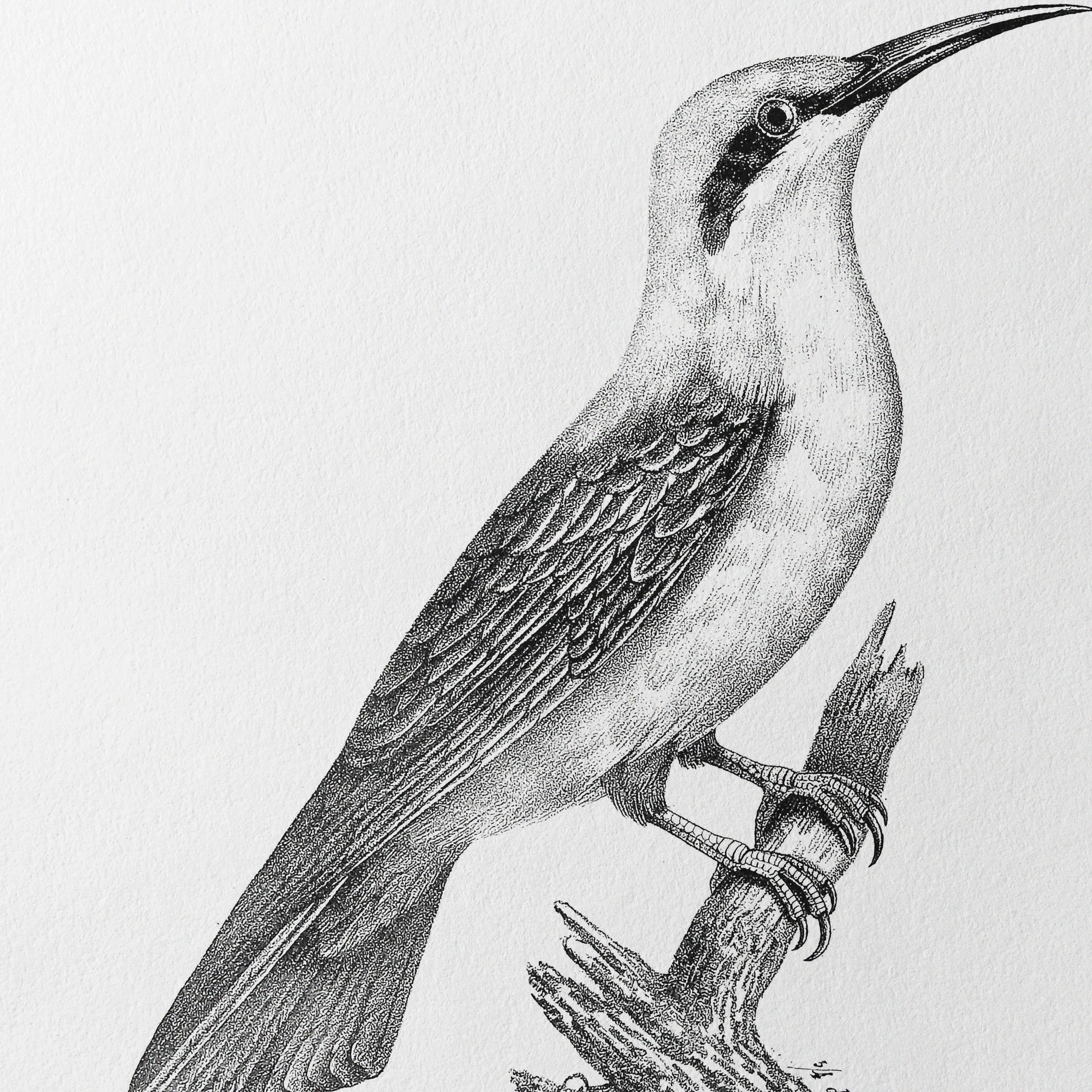 Natural History: Plate No. 89