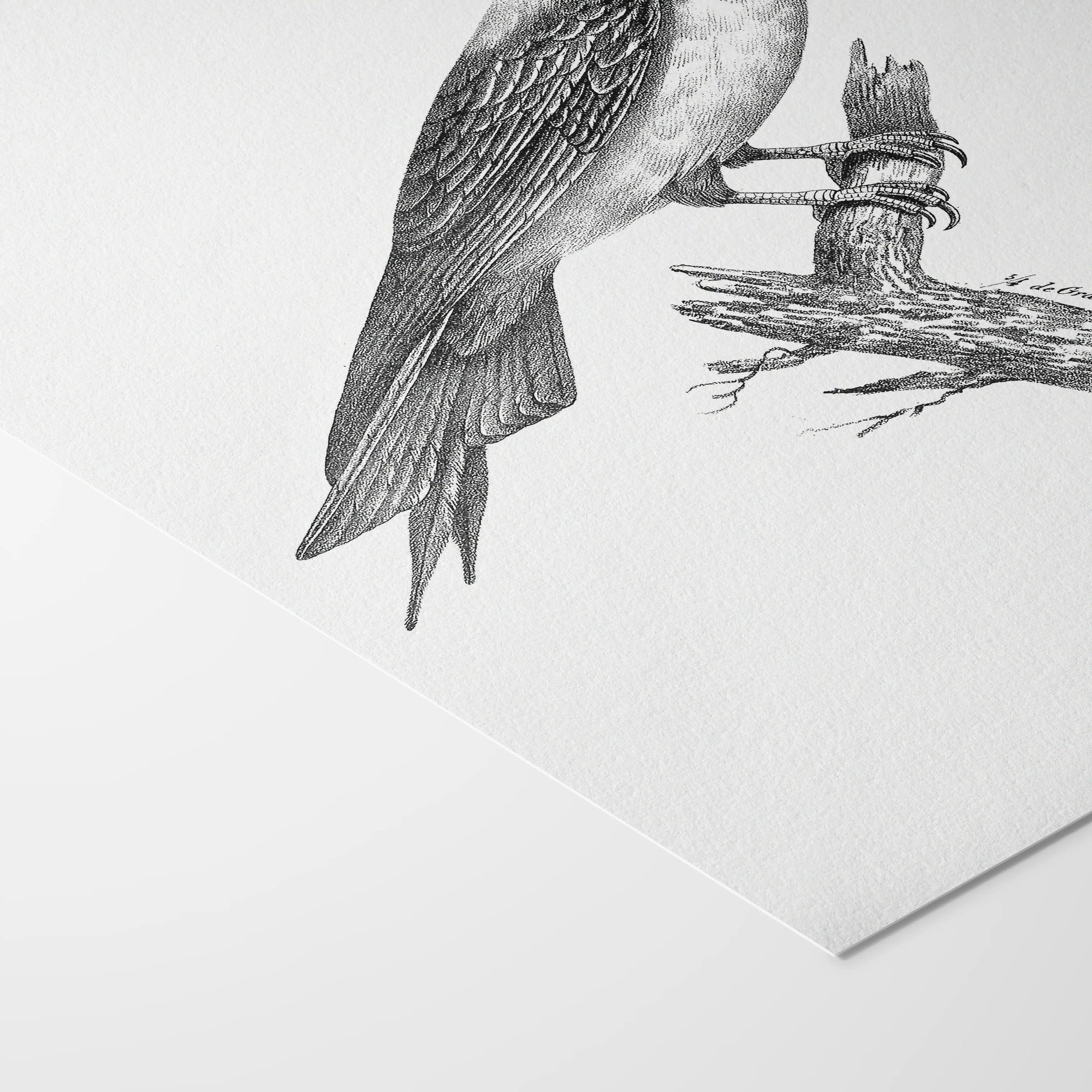 Natural History: Plate No. 89