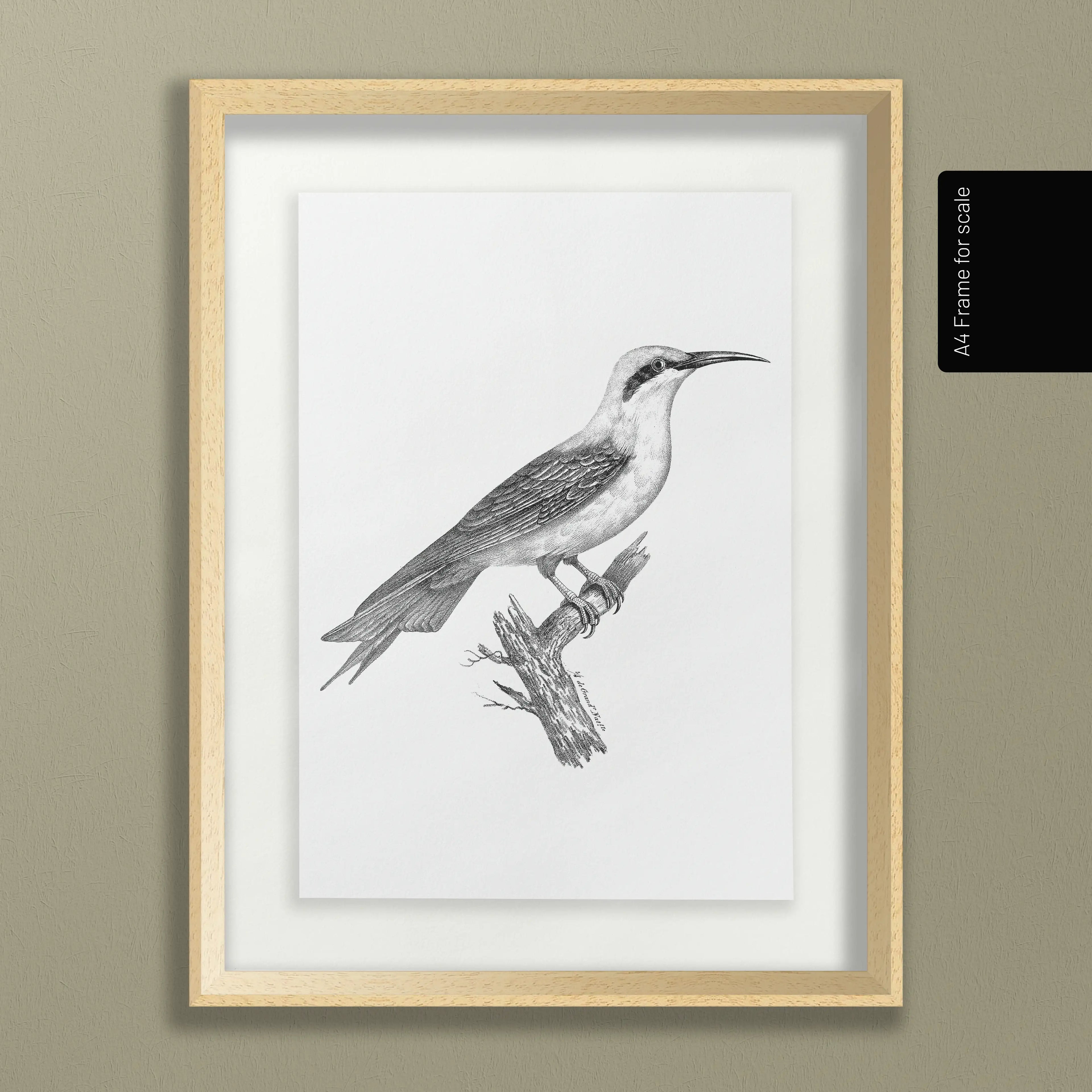 Natural History: Plate No. 89