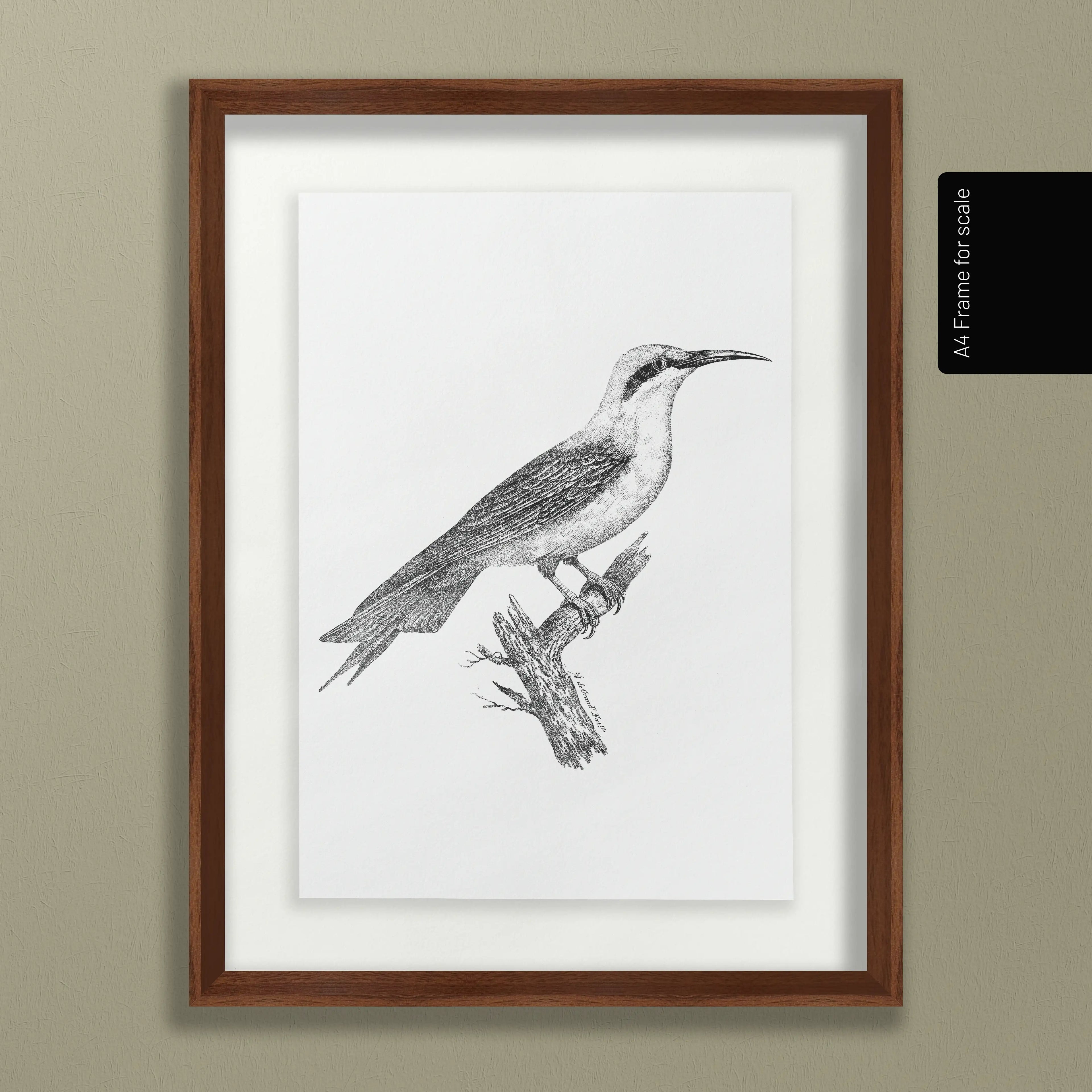 Natural History: Plate No. 89