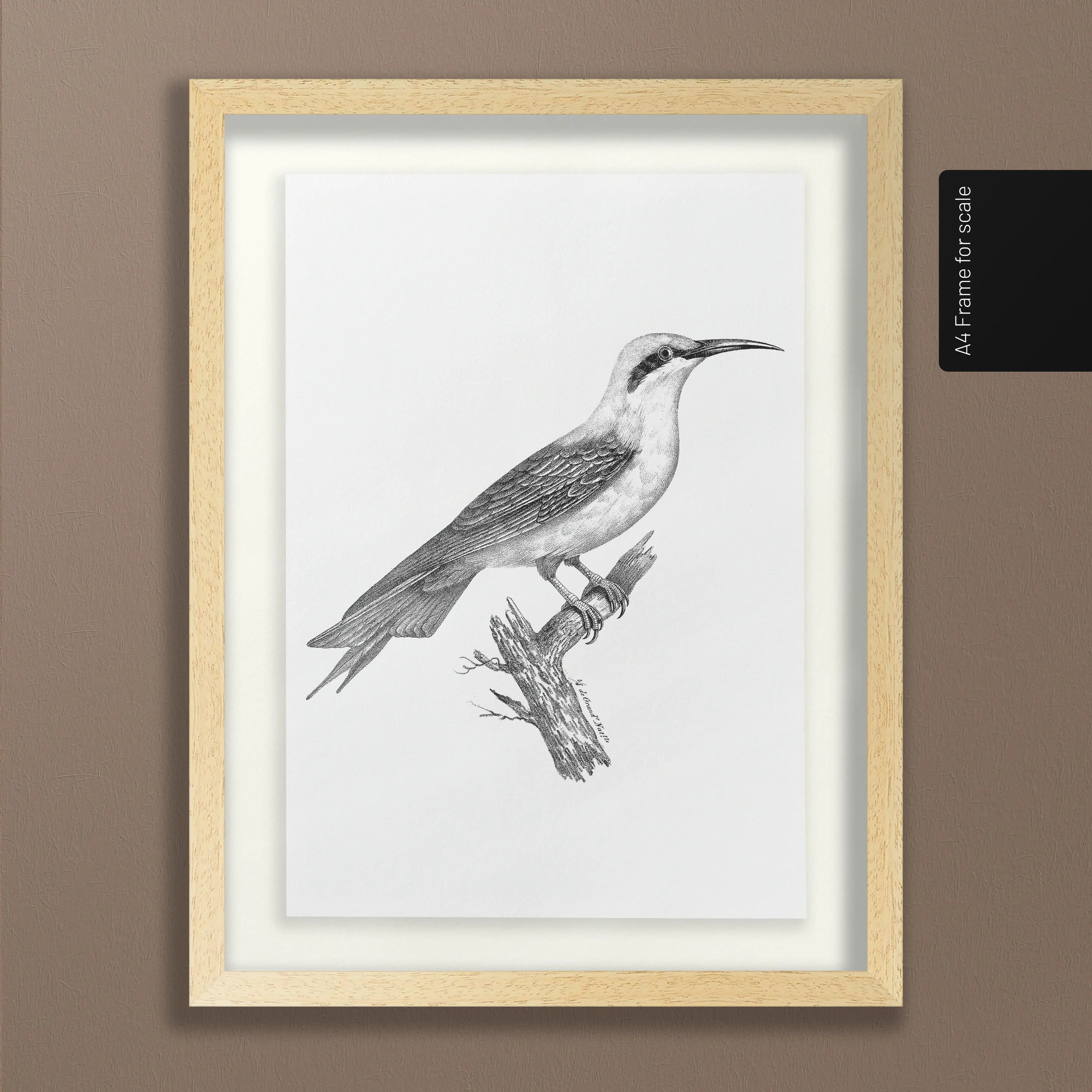 Natural History: Plate No. 89