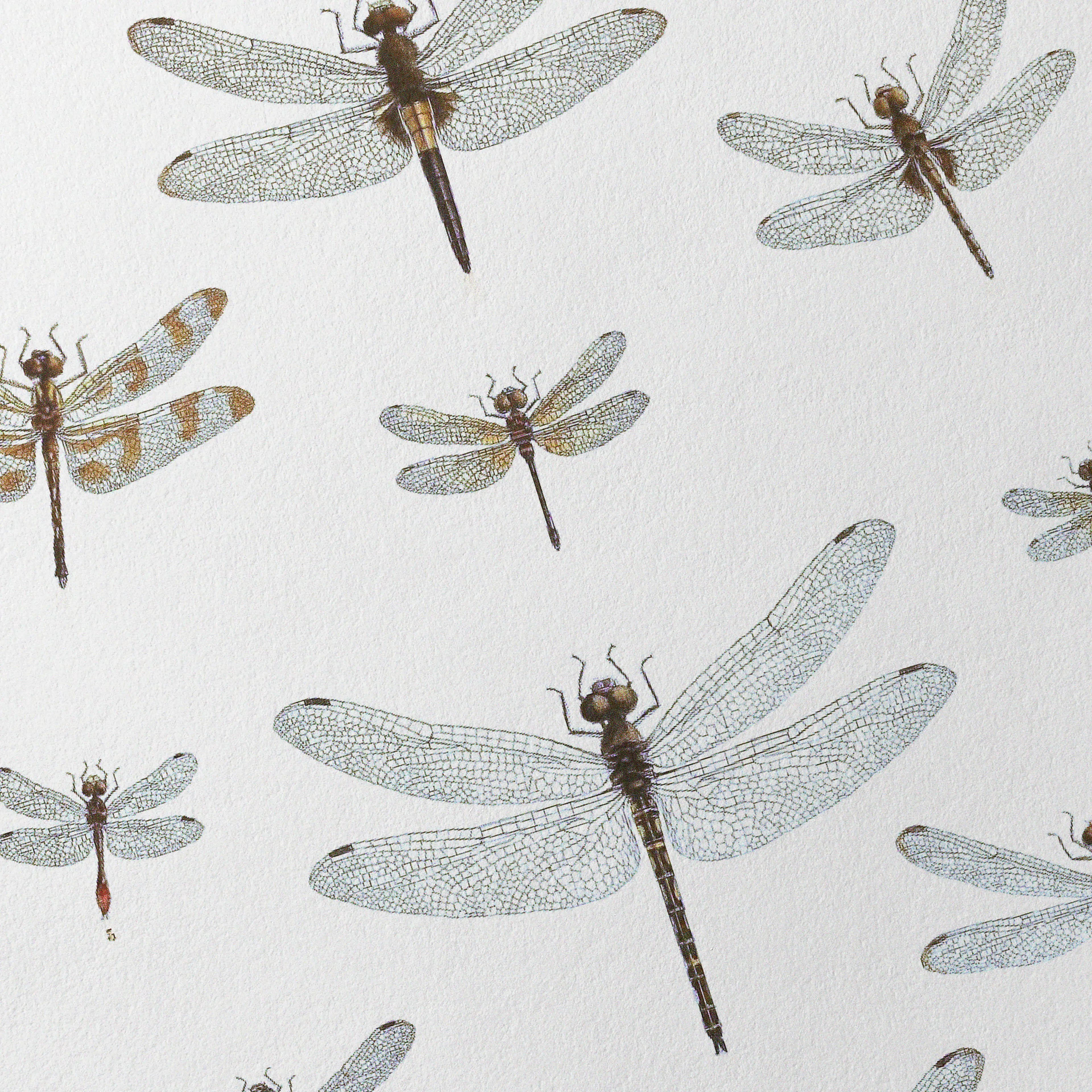 Natural History: Plate No. 90