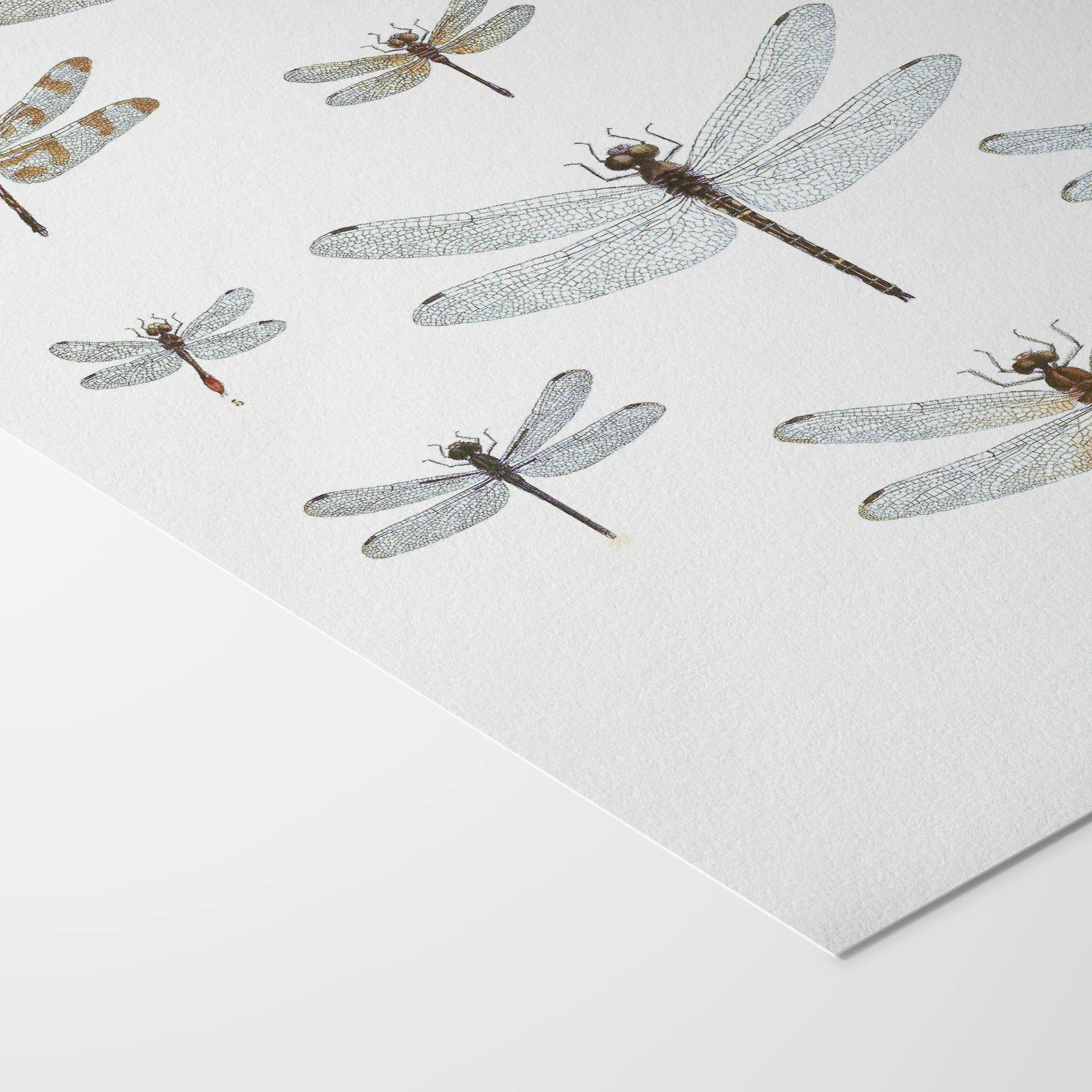 Natural History: Plate No. 90