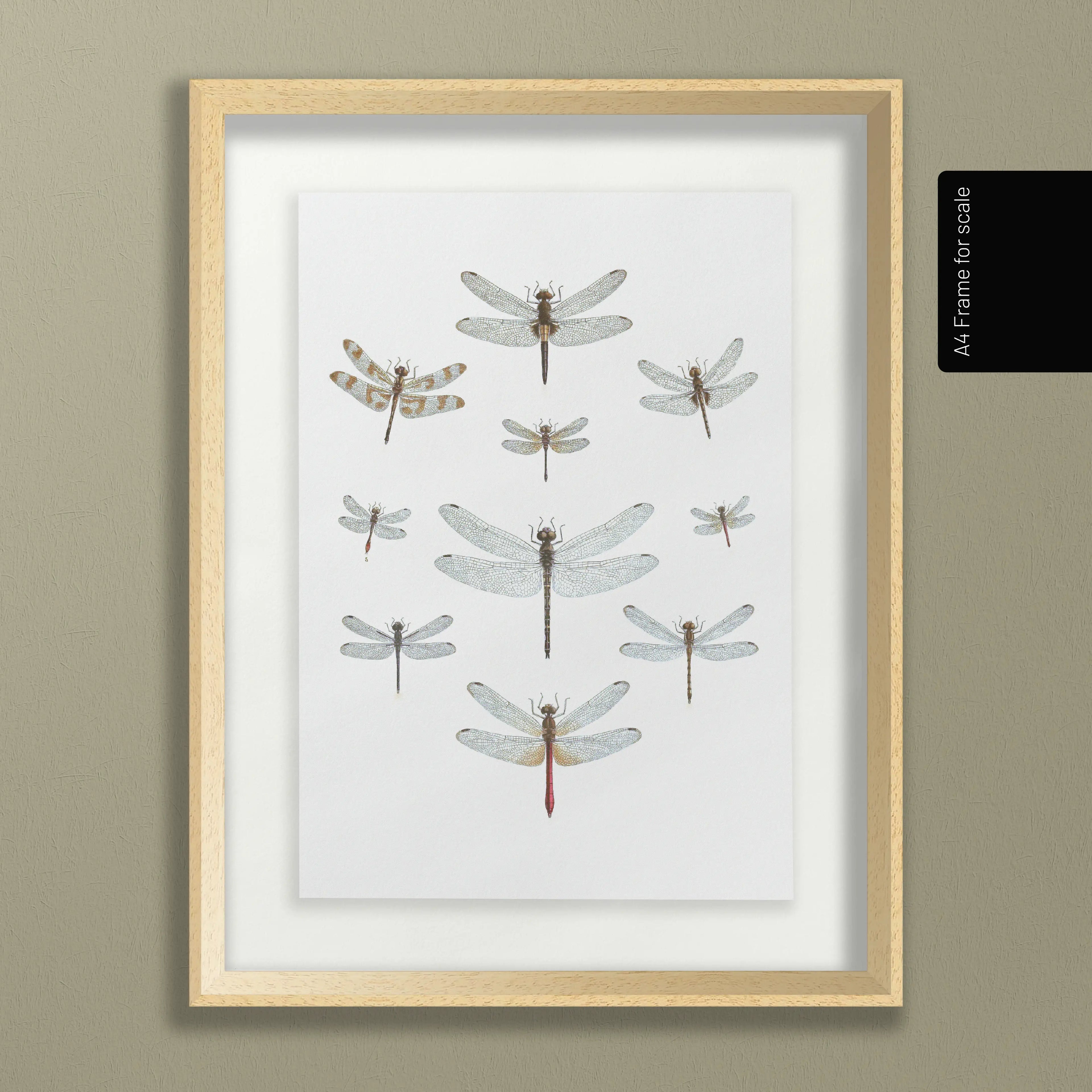 Natural History: Plate No. 90