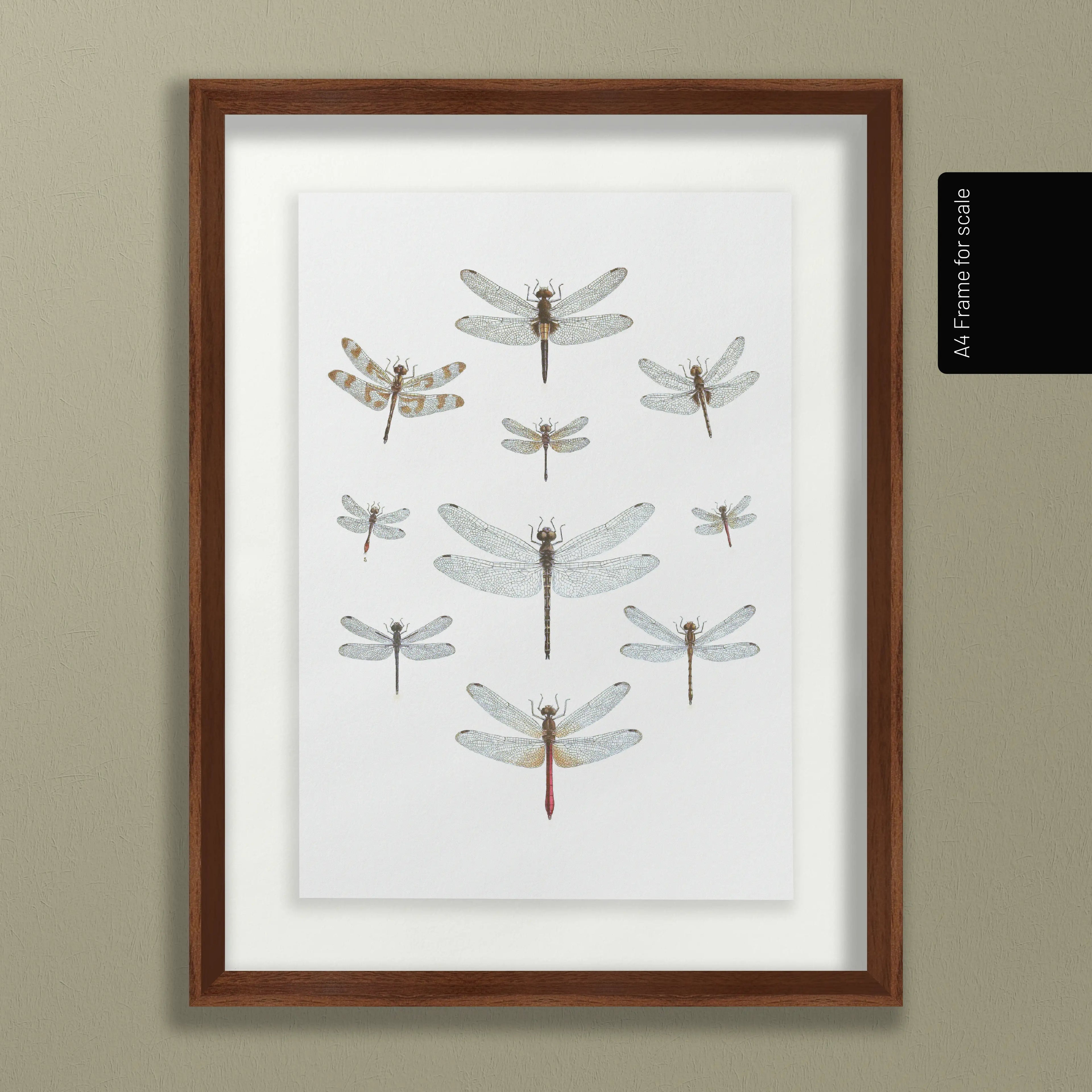 Natural History: Plate No. 90