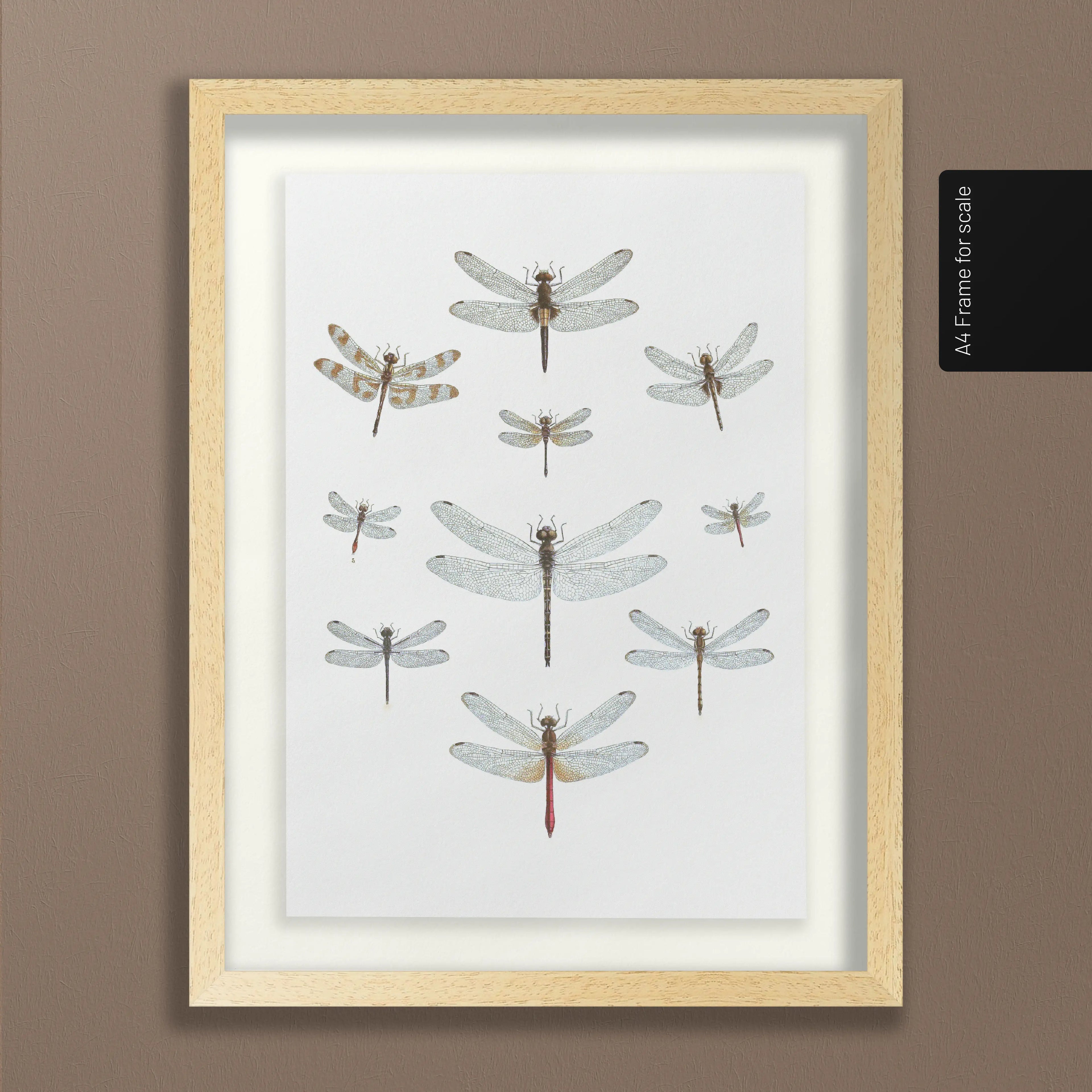 Natural History: Plate No. 90