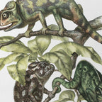Natural History: Plate No. 91