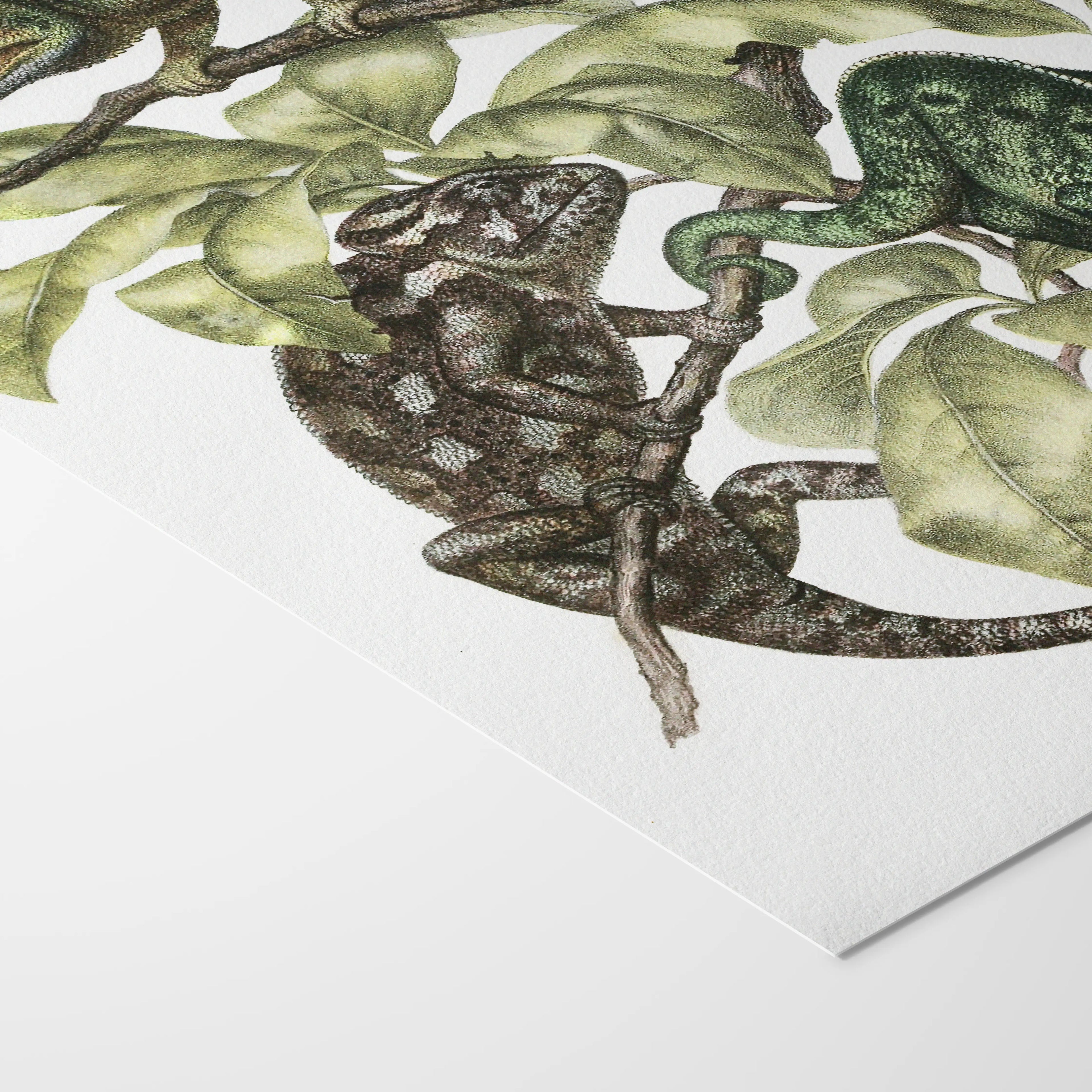 Natural History: Plate No. 91