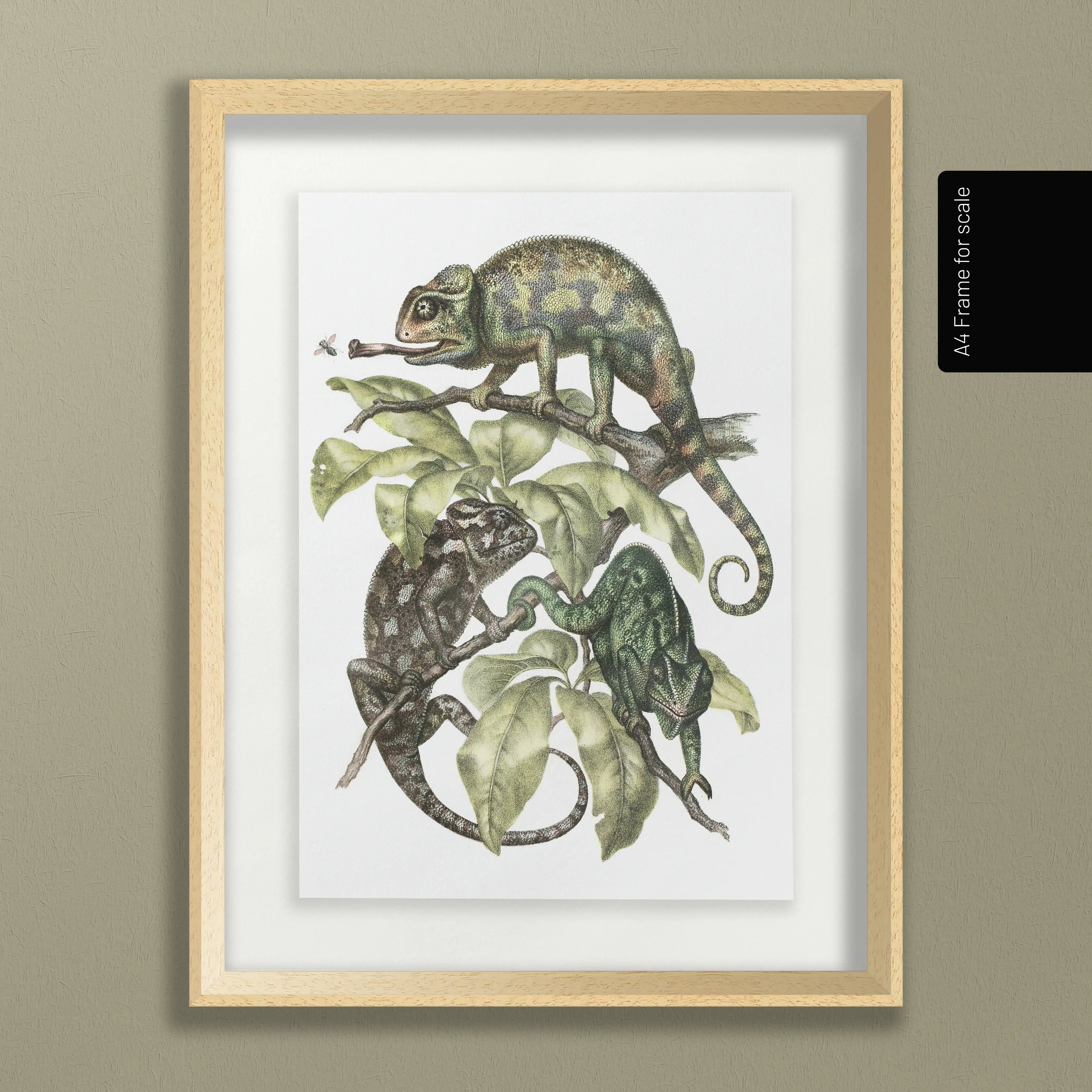 Natural History: Plate No. 91