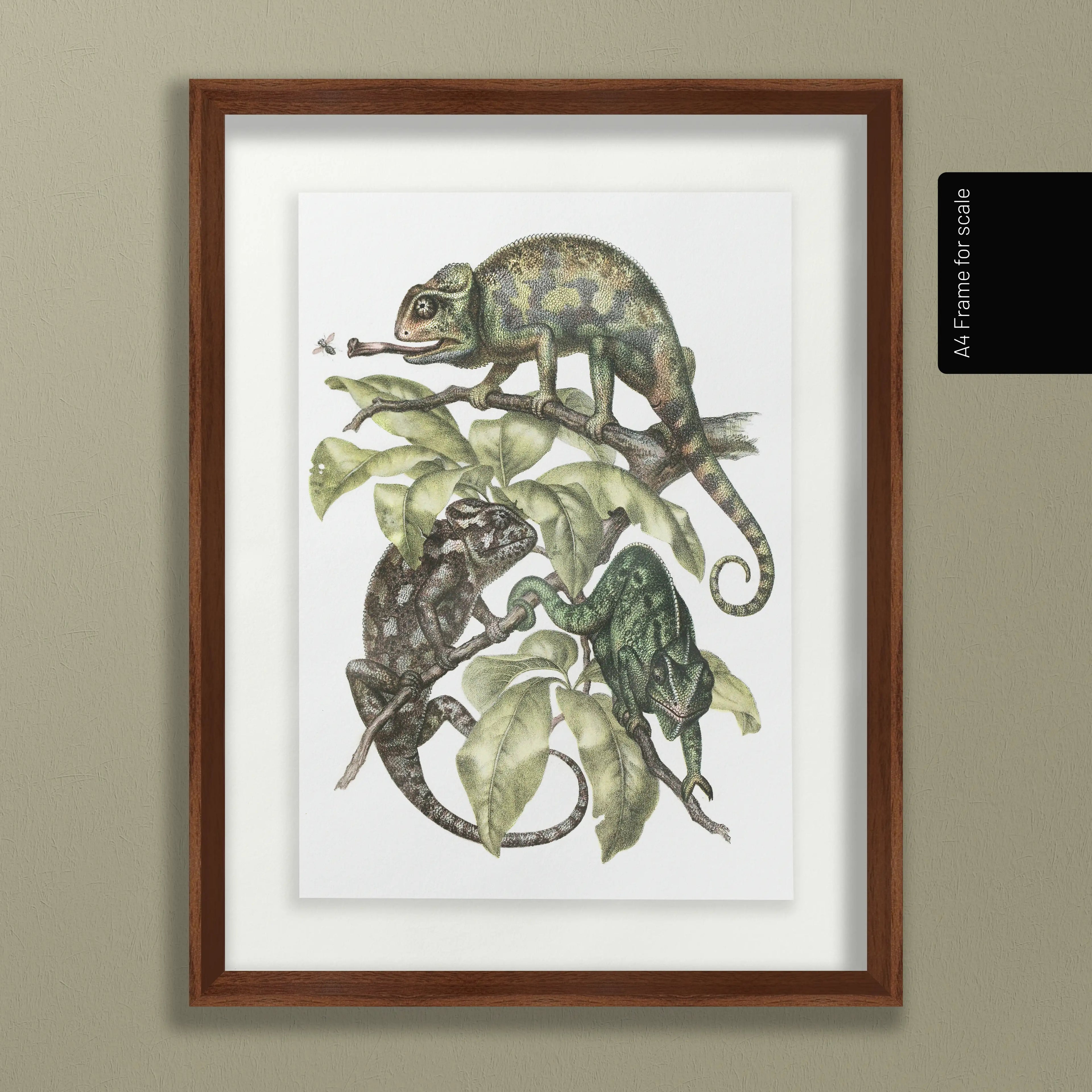 Natural History: Plate No. 91