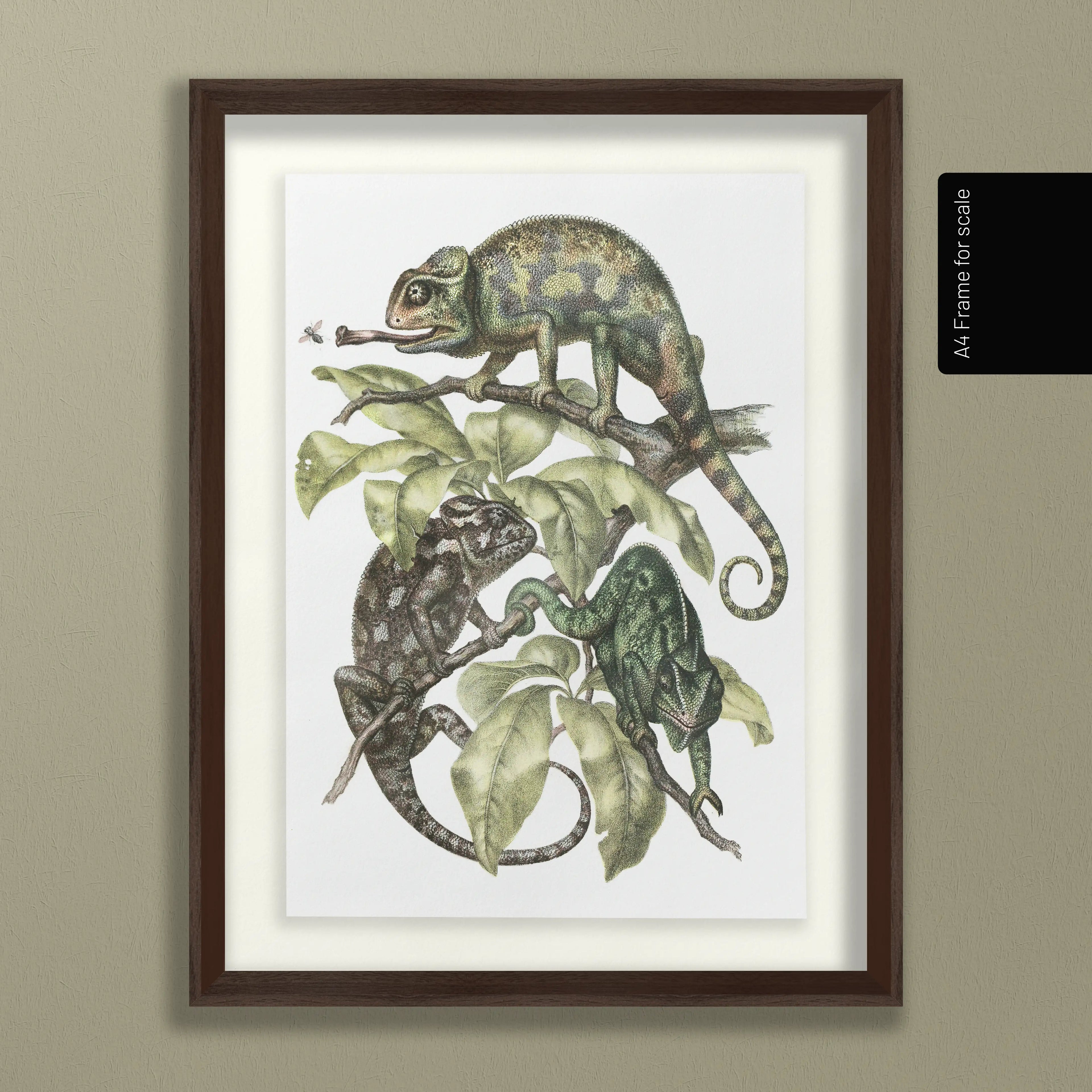 Natural History: Plate No. 91