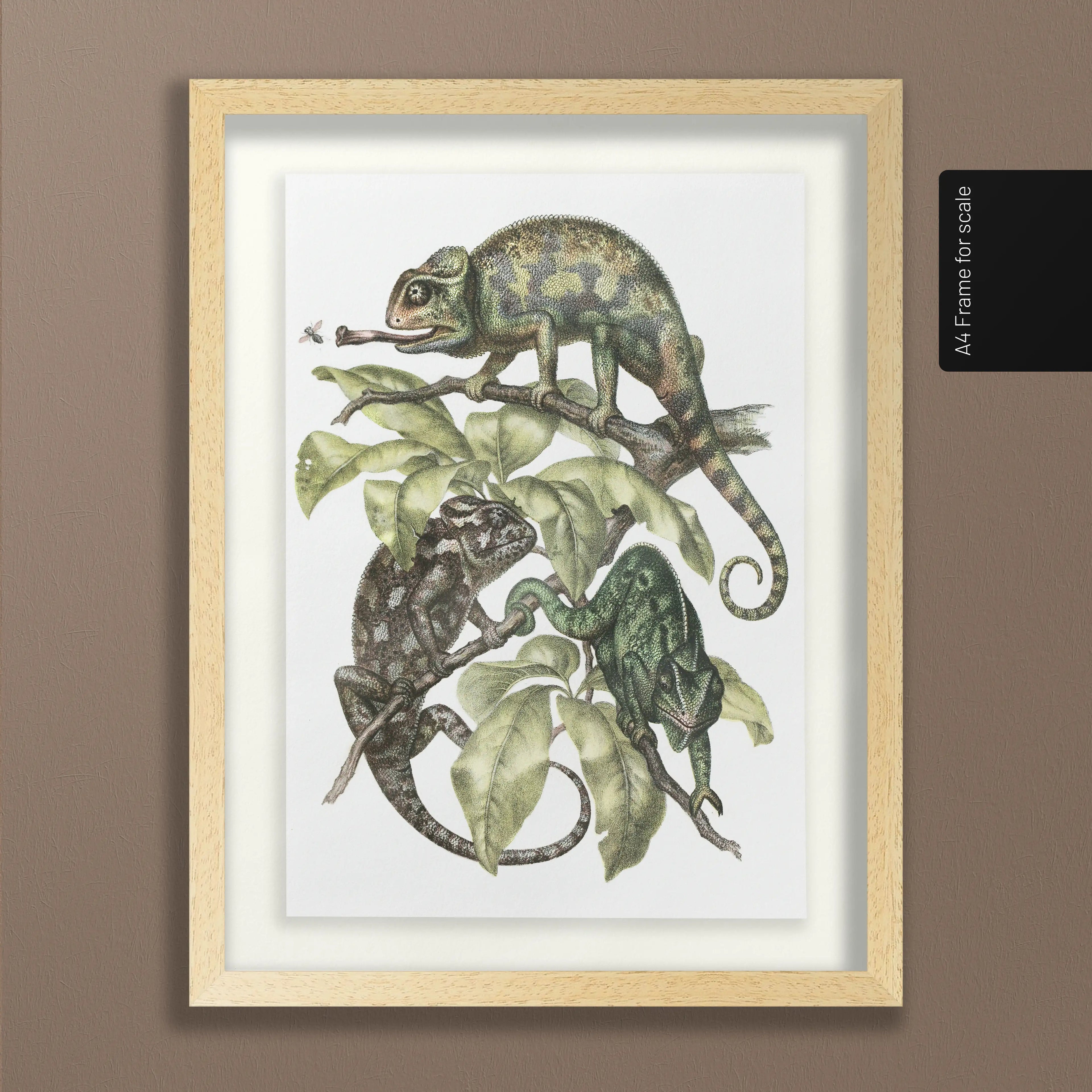 Natural History: Plate No. 91