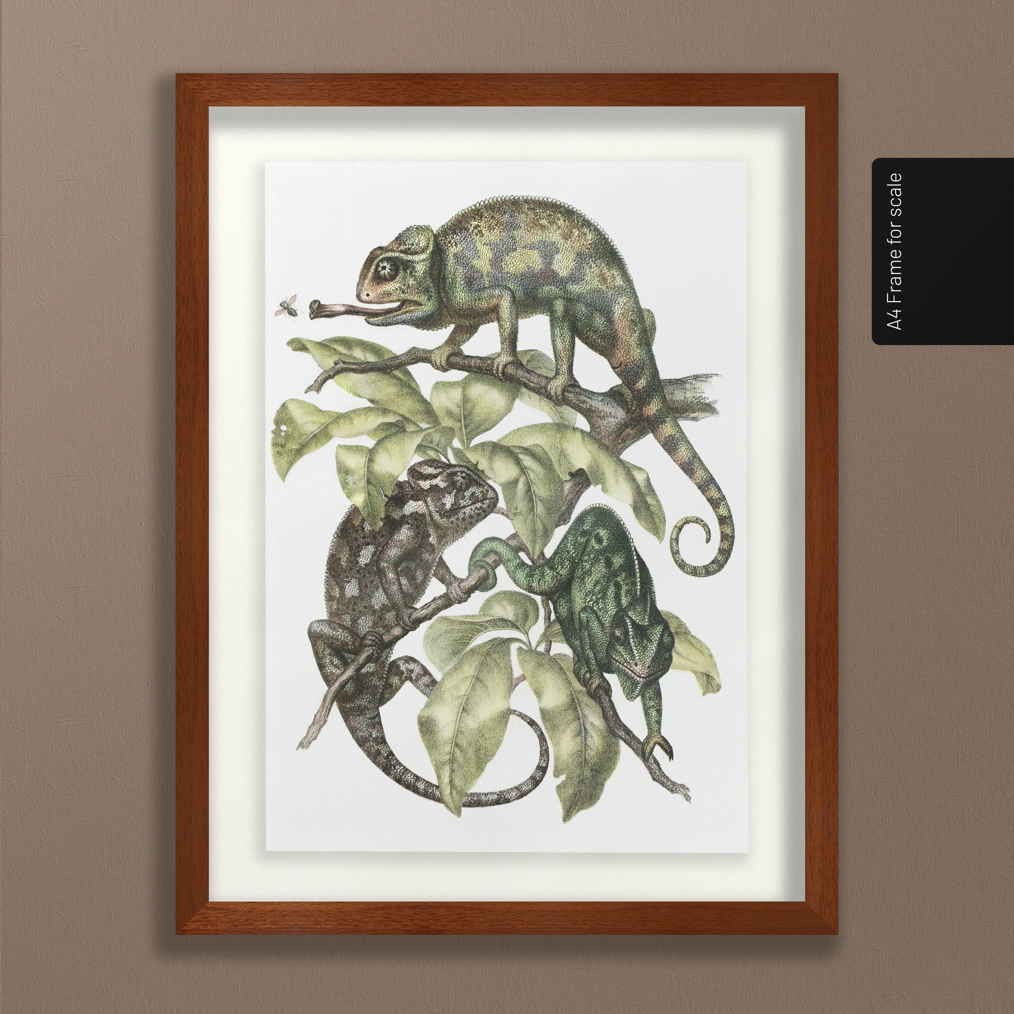 Natural History: Plate No. 91