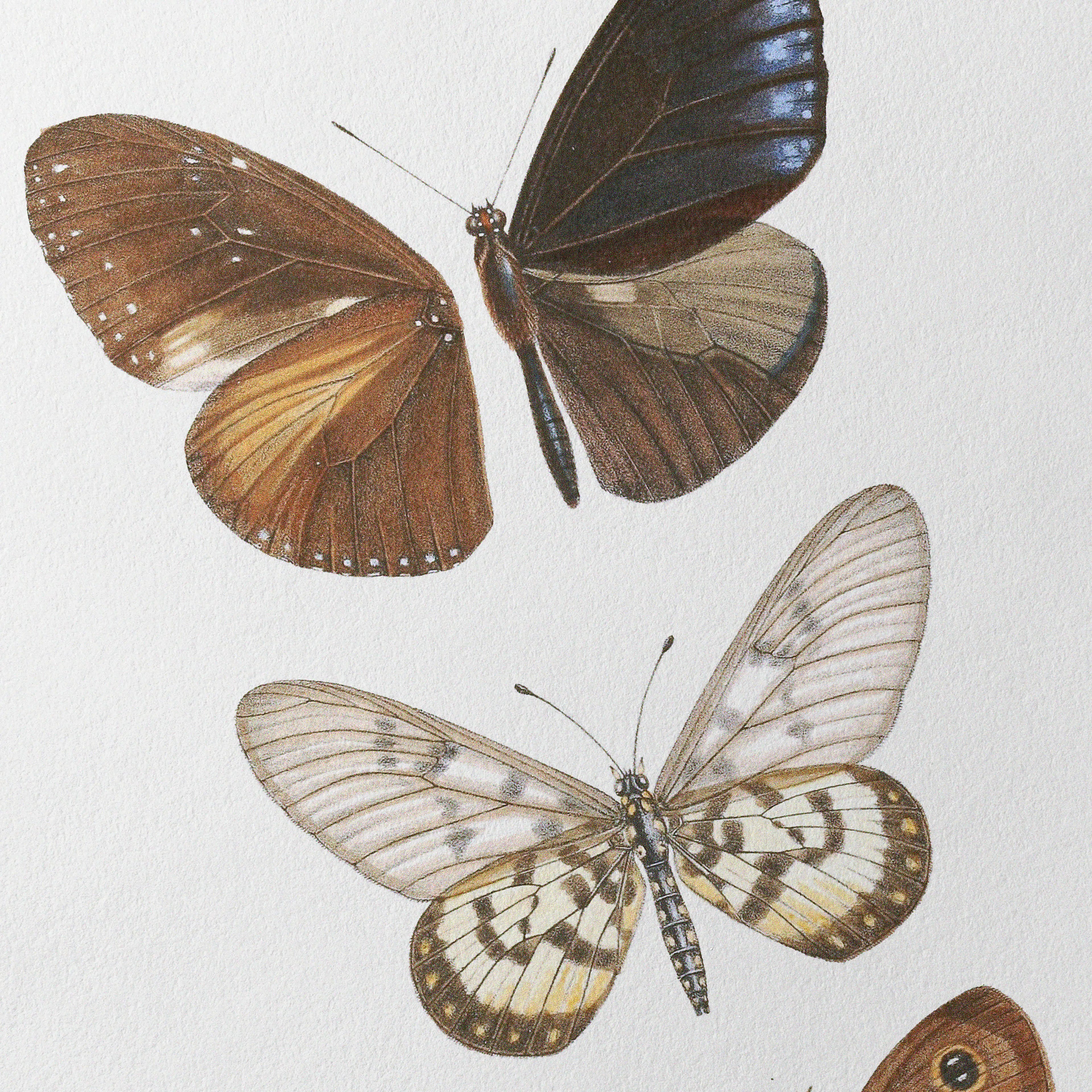 Natural History: Plate No. 92