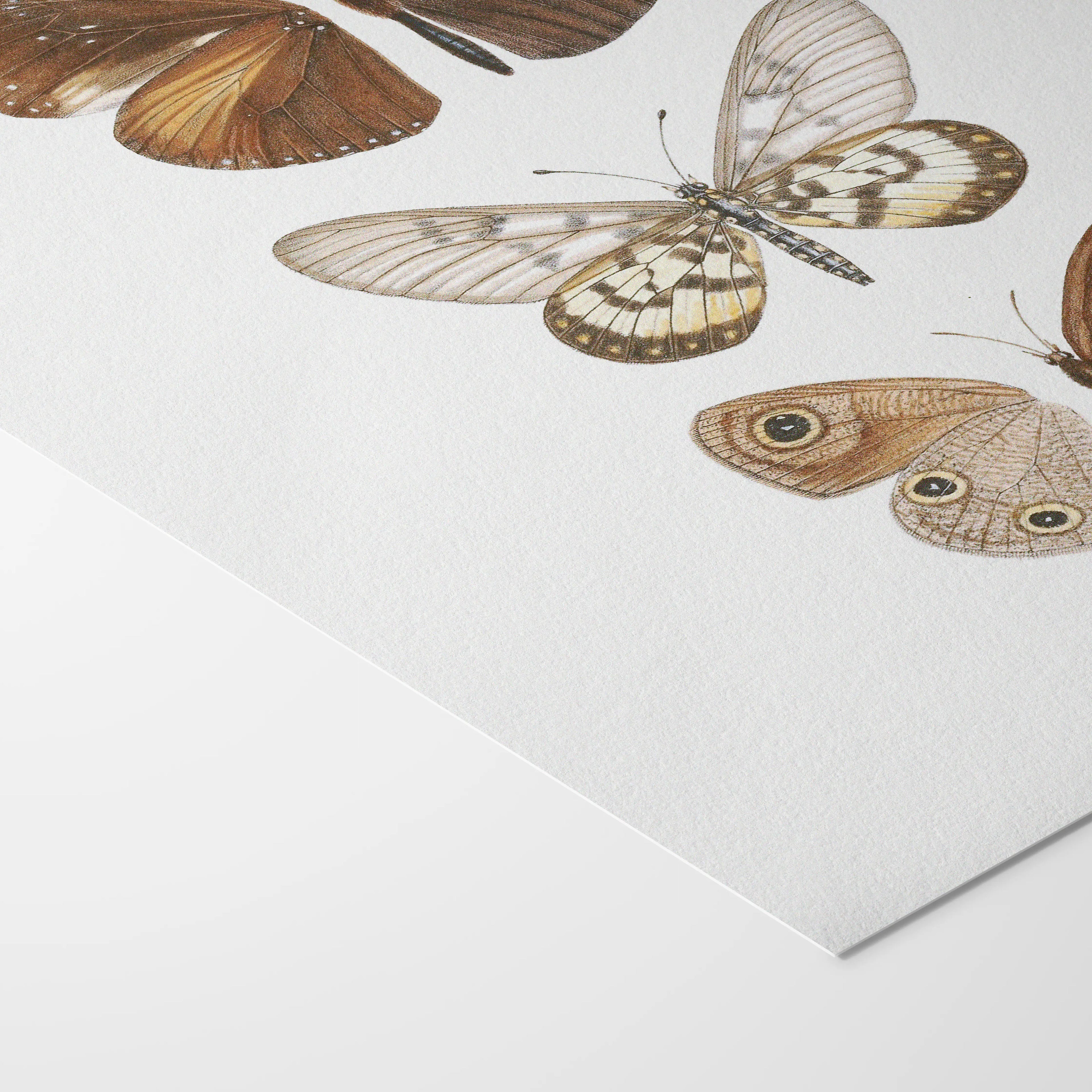 Natural History: Plate No. 92