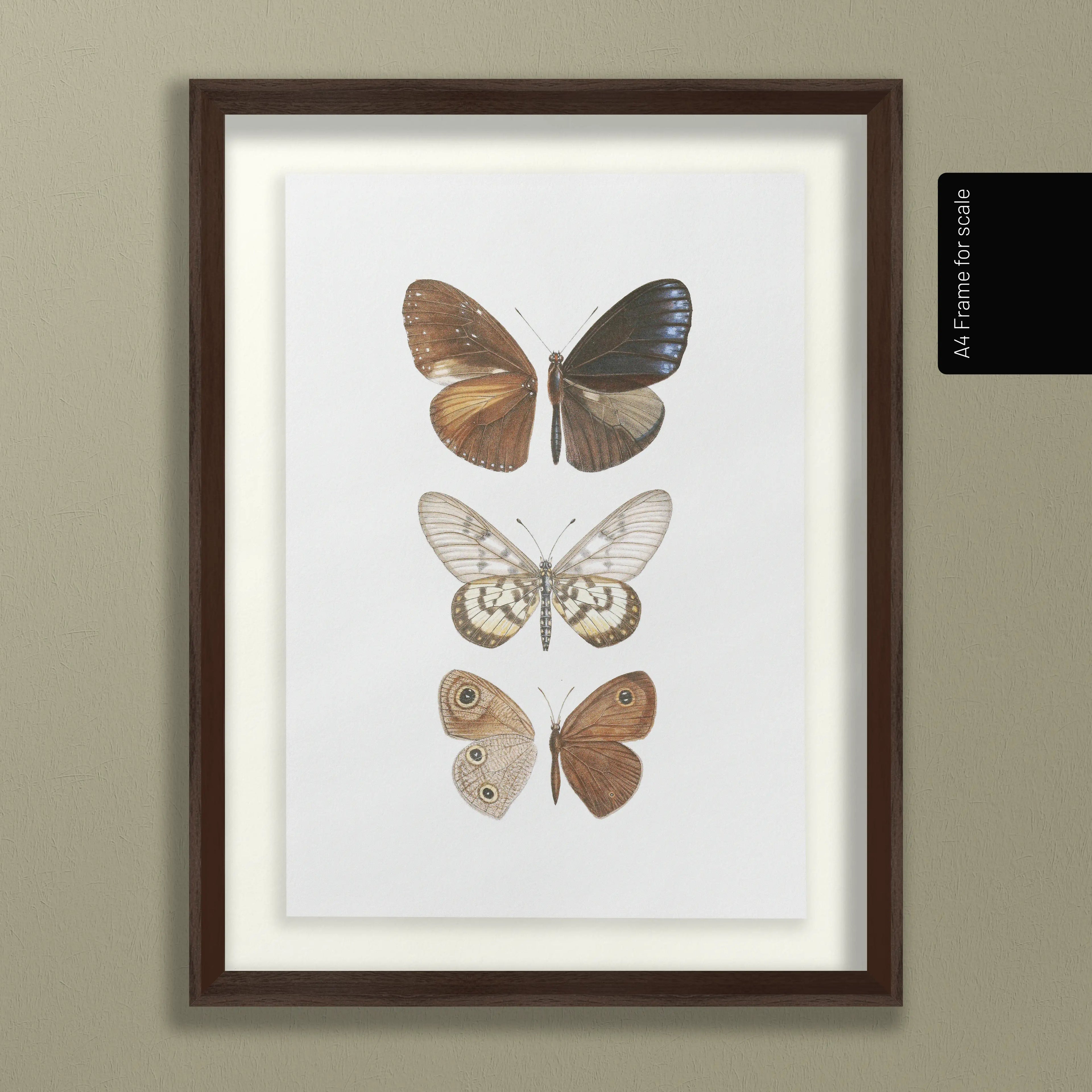 Natural History: Plate No. 92