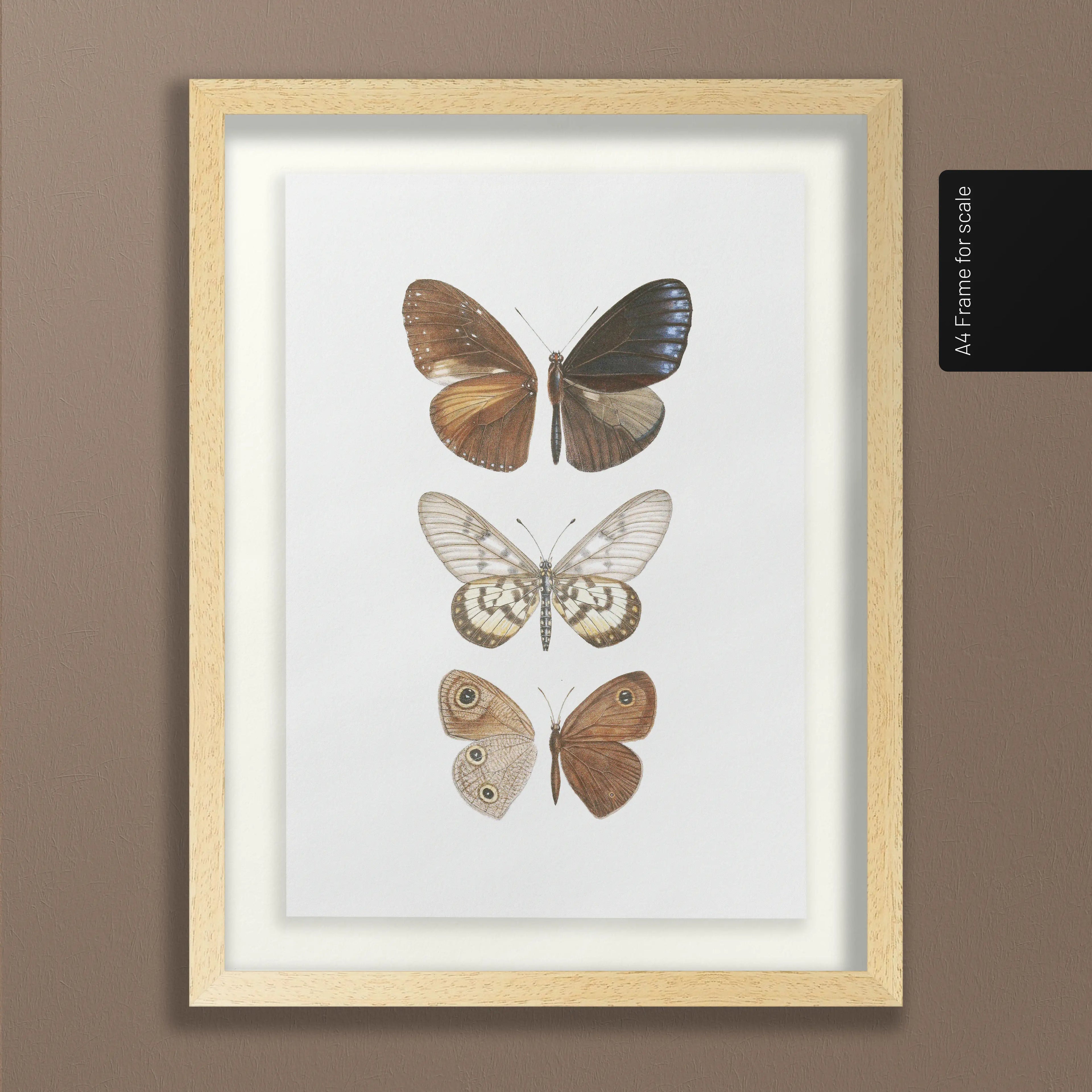 Natural History: Plate No. 92