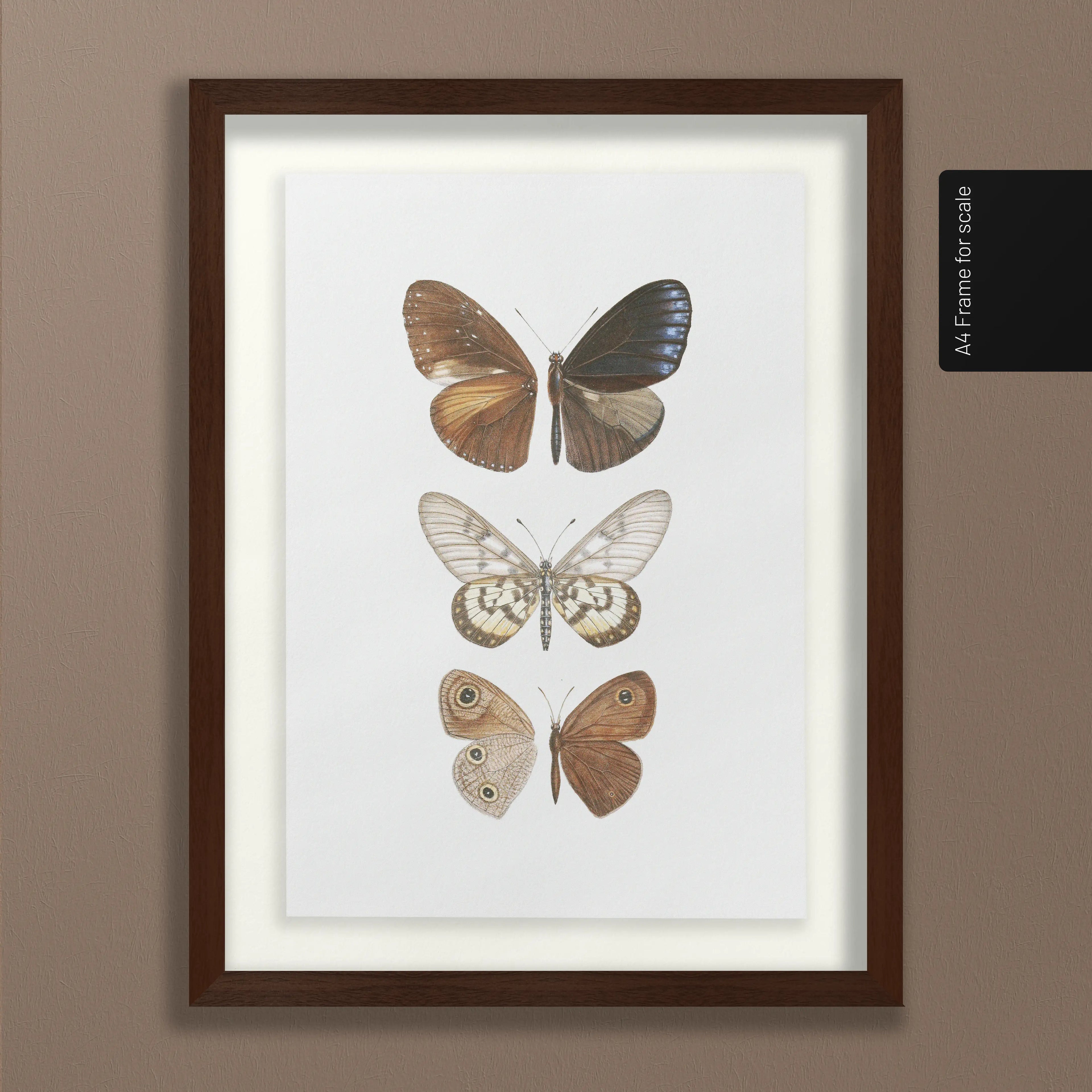 Natural History: Plate No. 92