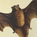 Natural History: Plate No. 93