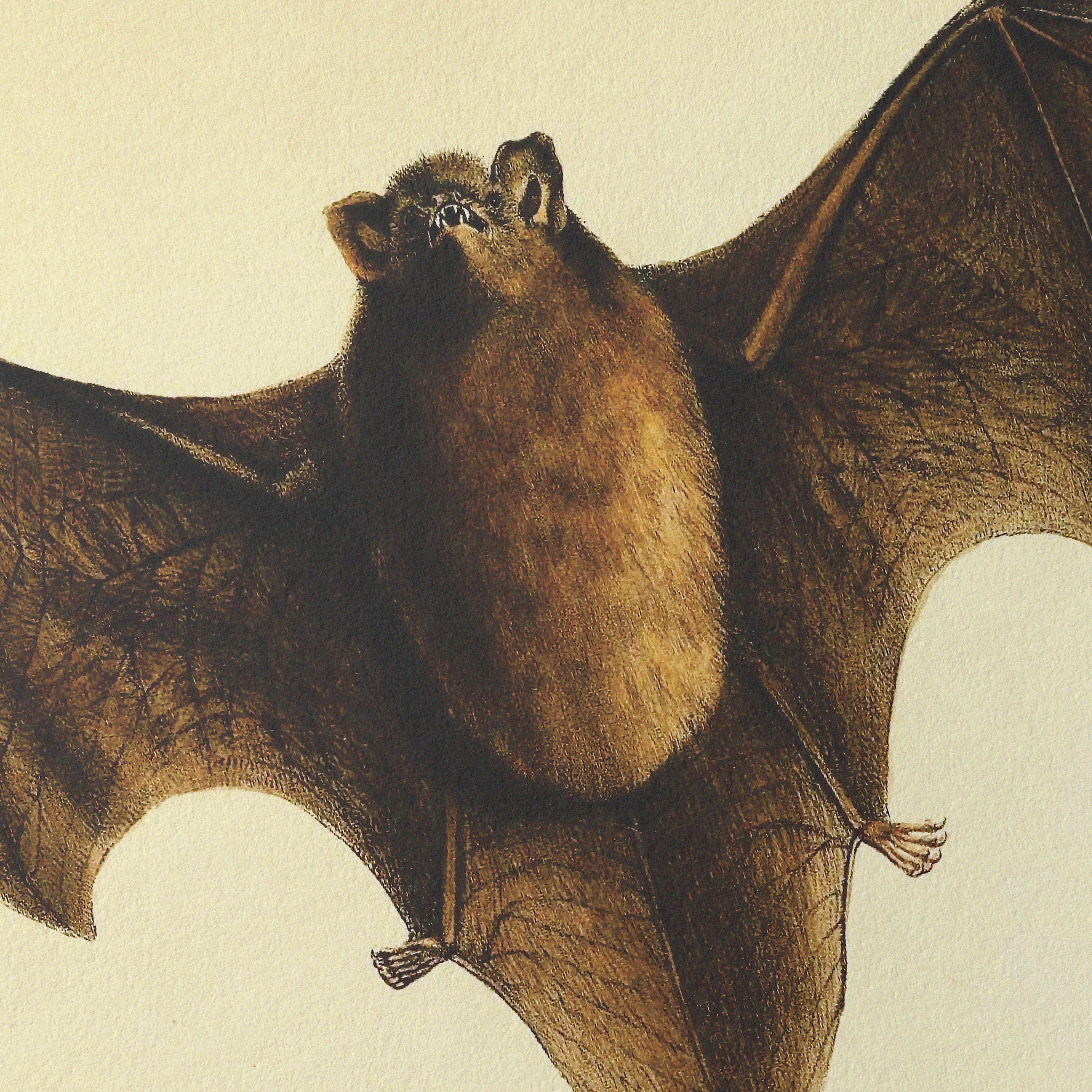 Natural History: Plate No. 93