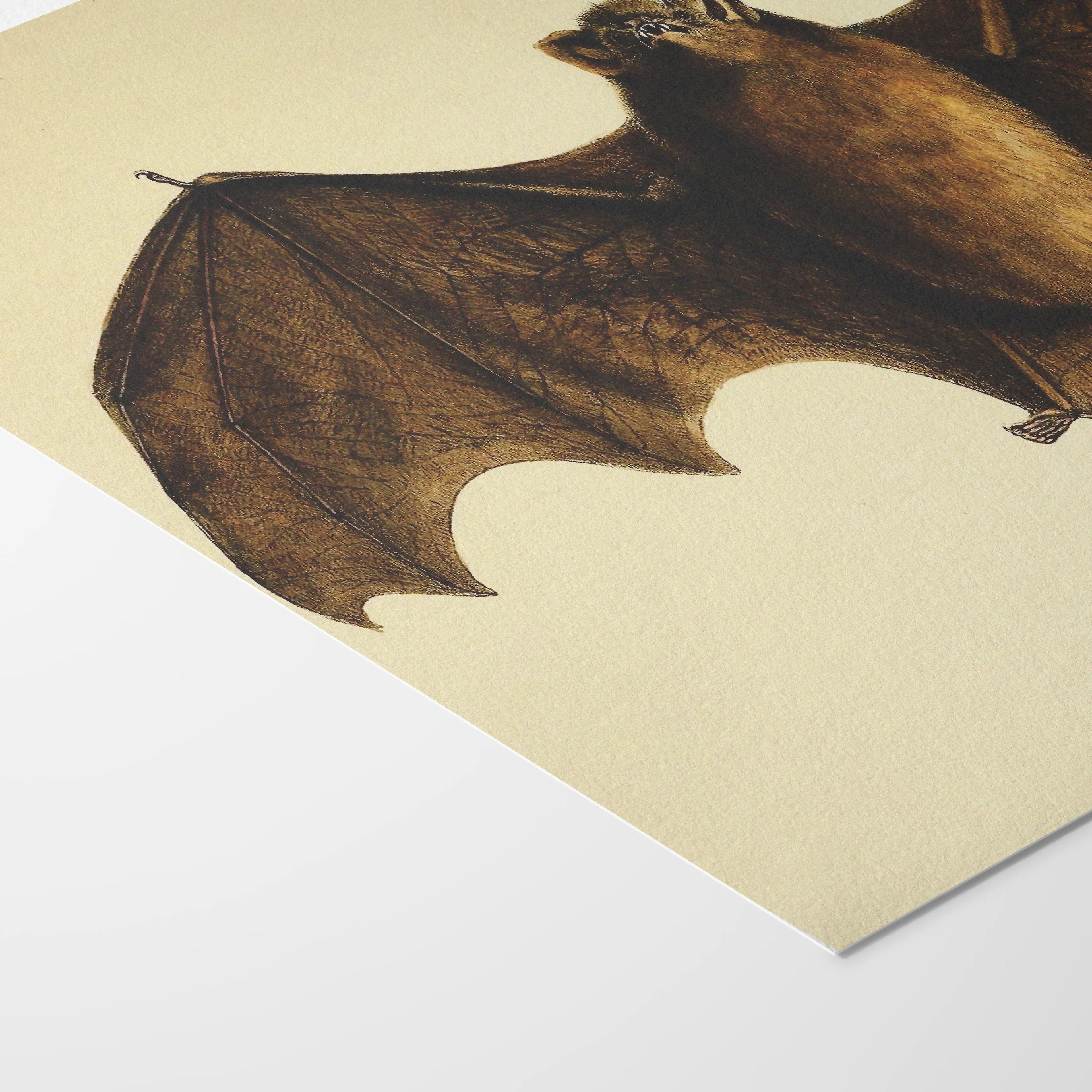 Natural History: Plate No. 93