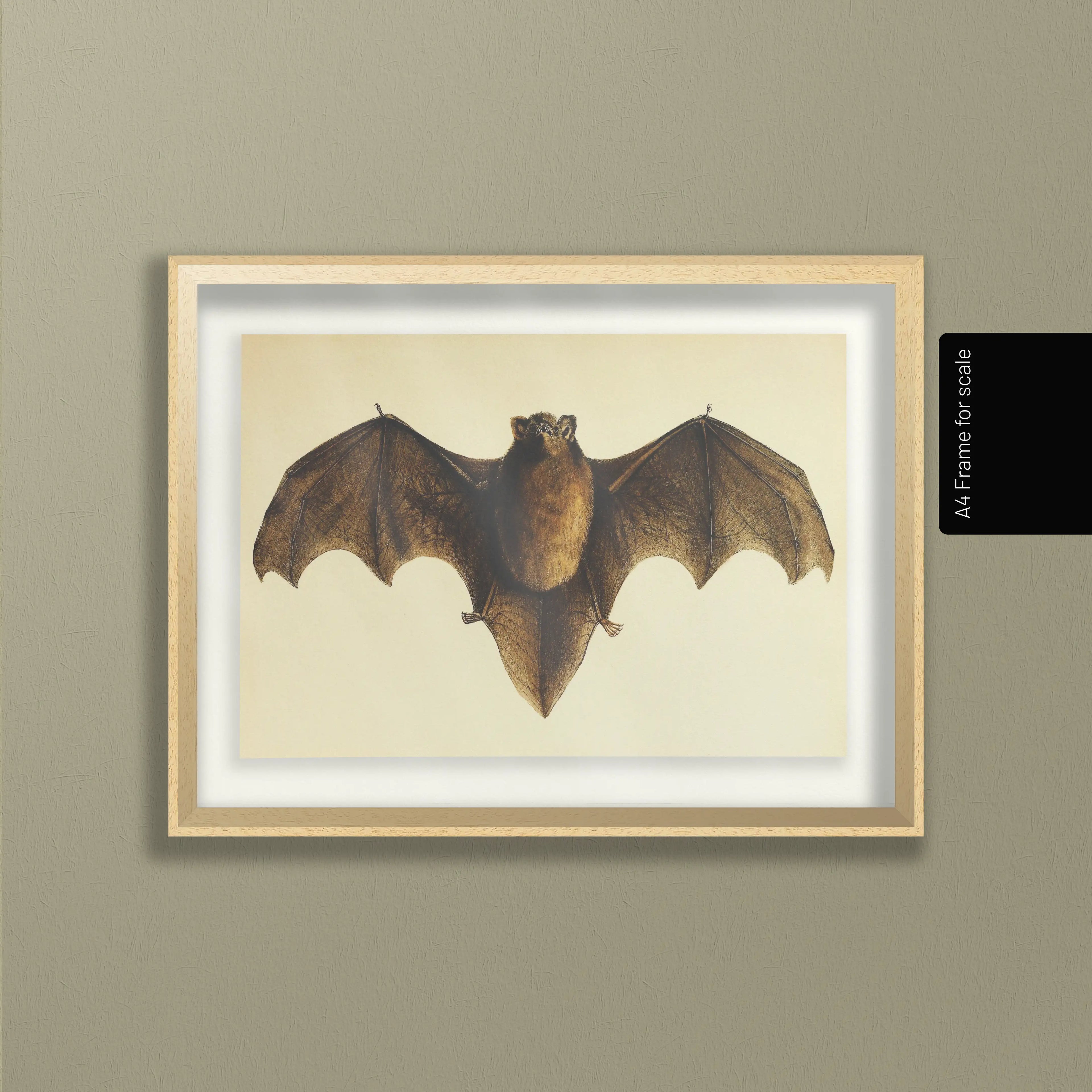 Natural History: Plate No. 93