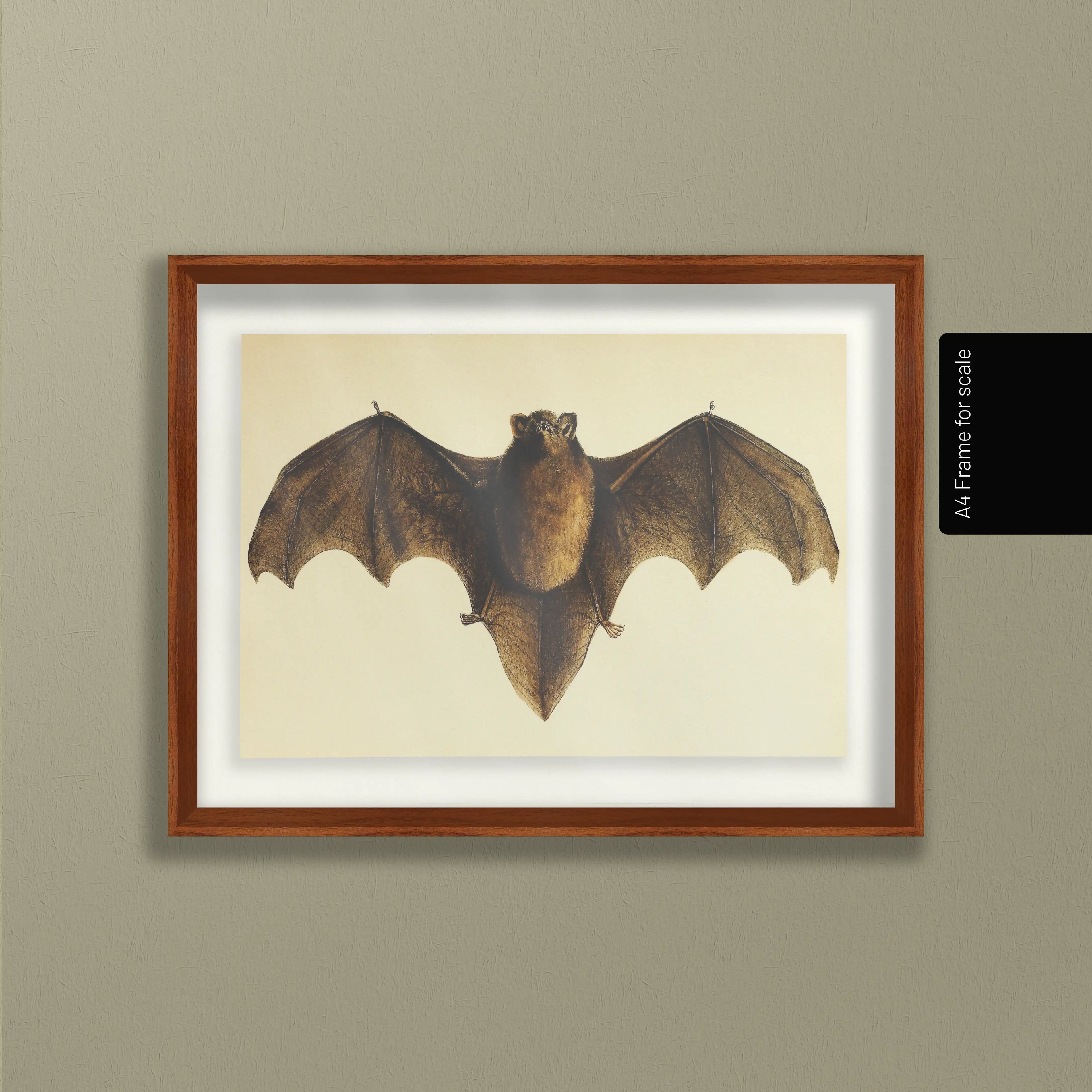 Natural History: Plate No. 93