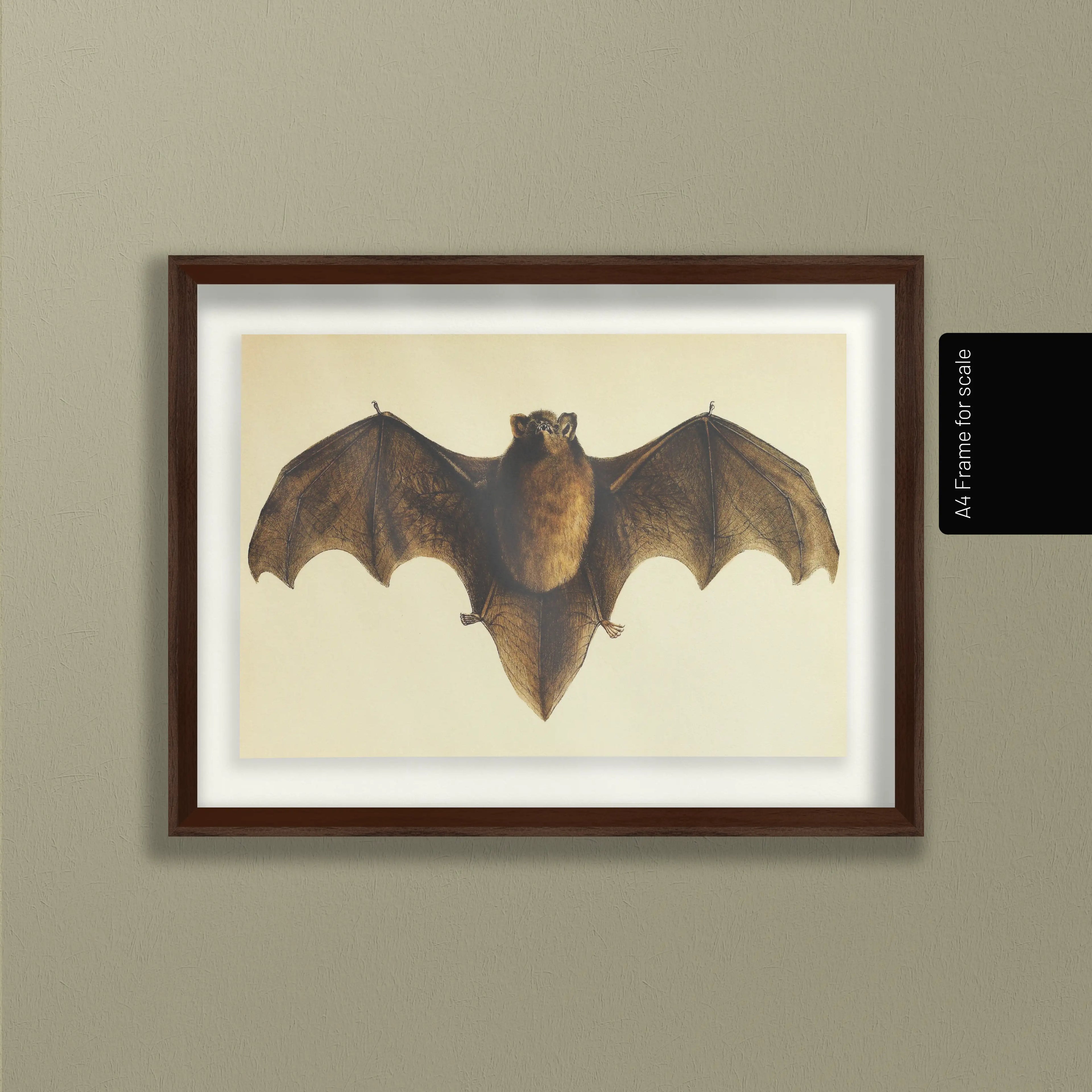 Natural History: Plate No. 93