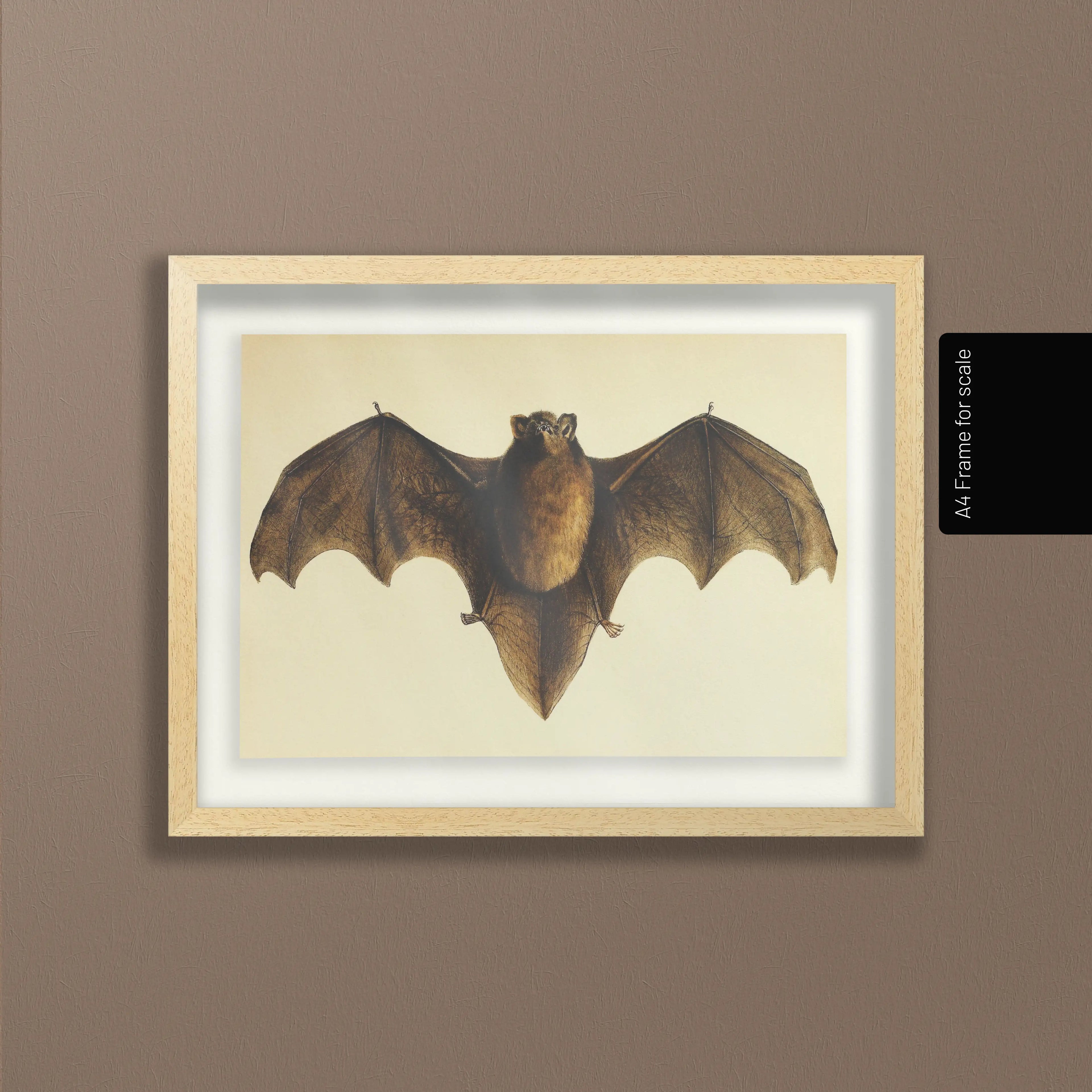 Natural History: Plate No. 93