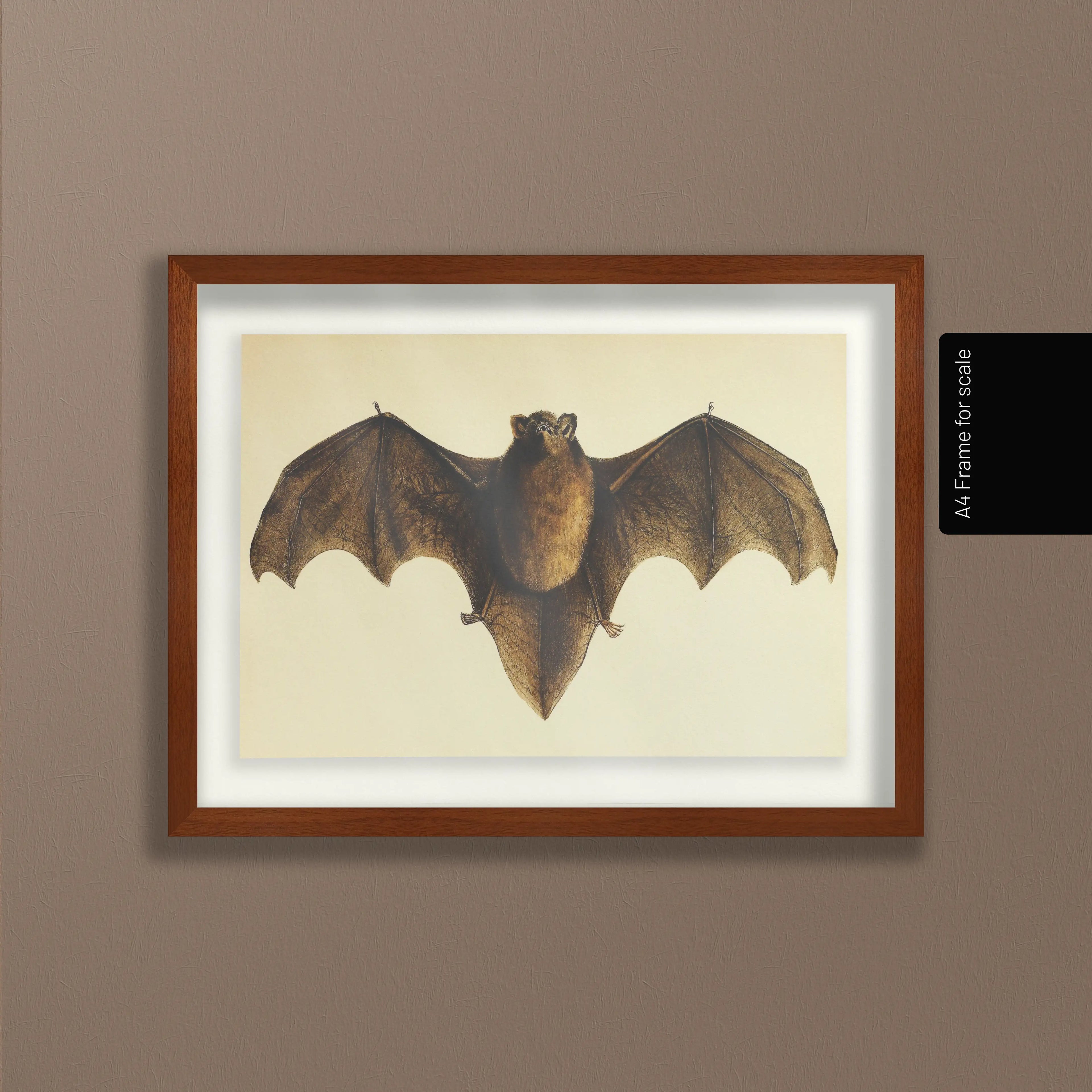 Natural History: Plate No. 93