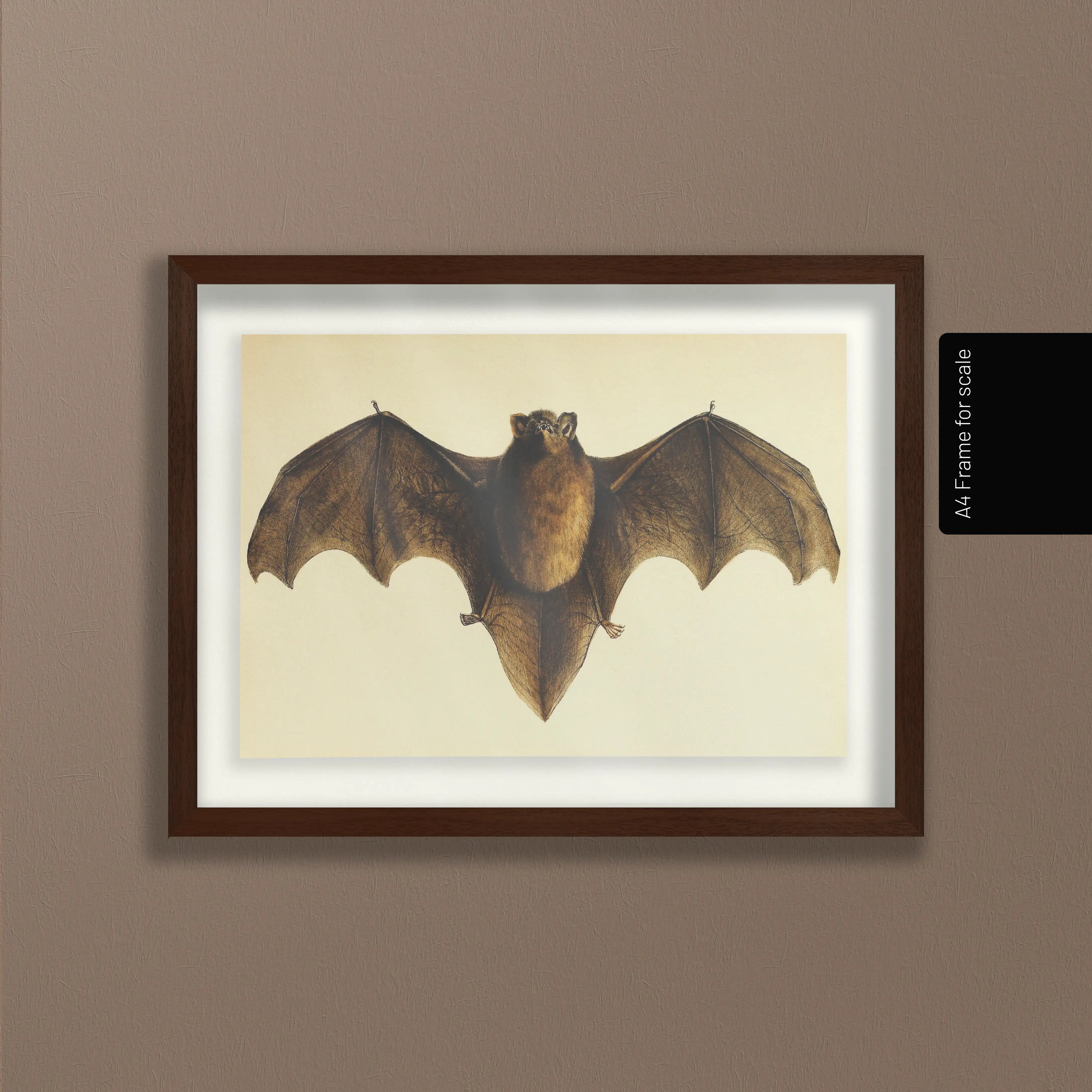 Natural History: Plate No. 93