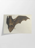 Natural History: Plate No. 94