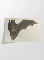 Natural History: Plate No. 94
