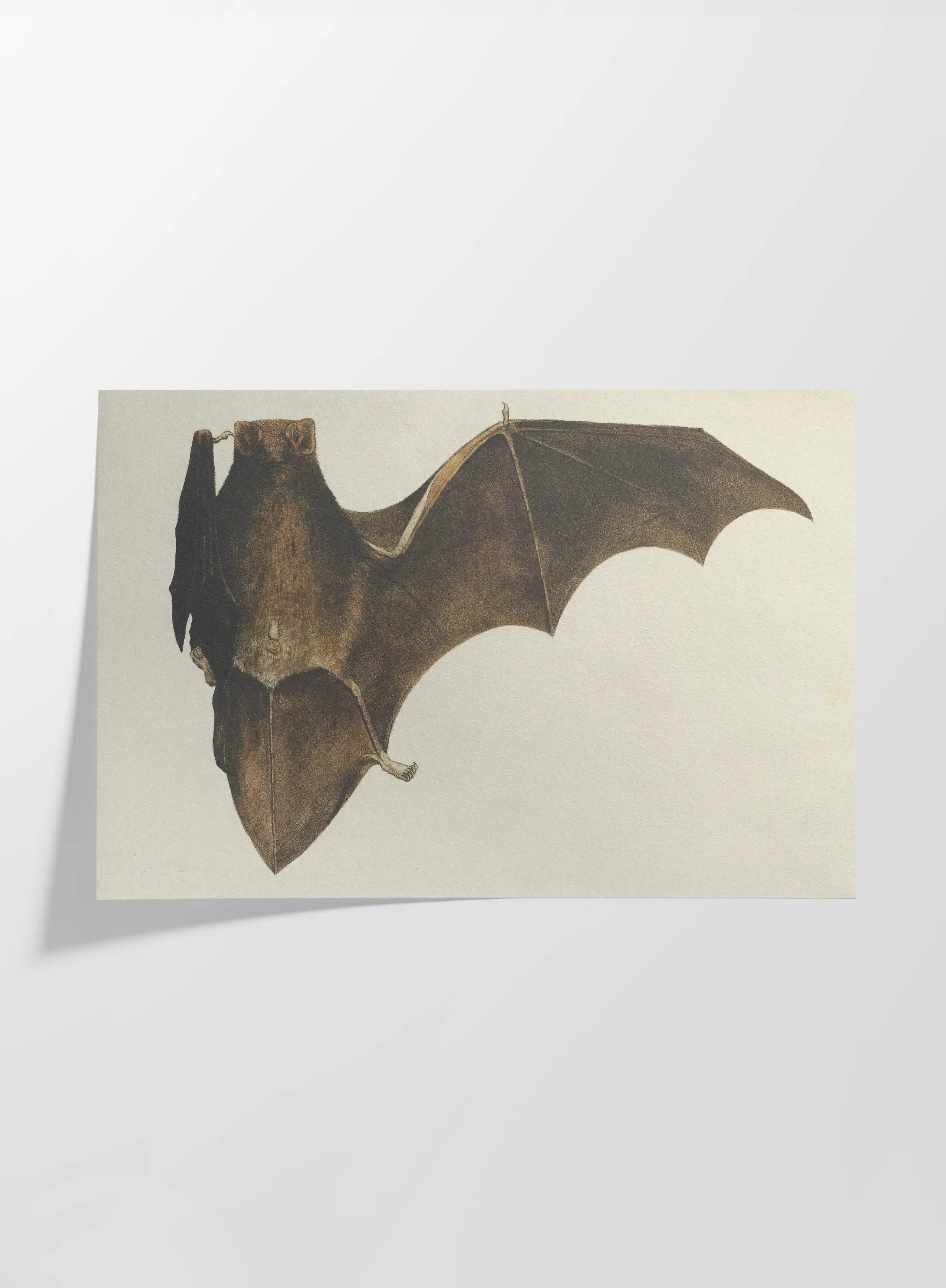 Natural History: Plate No. 94