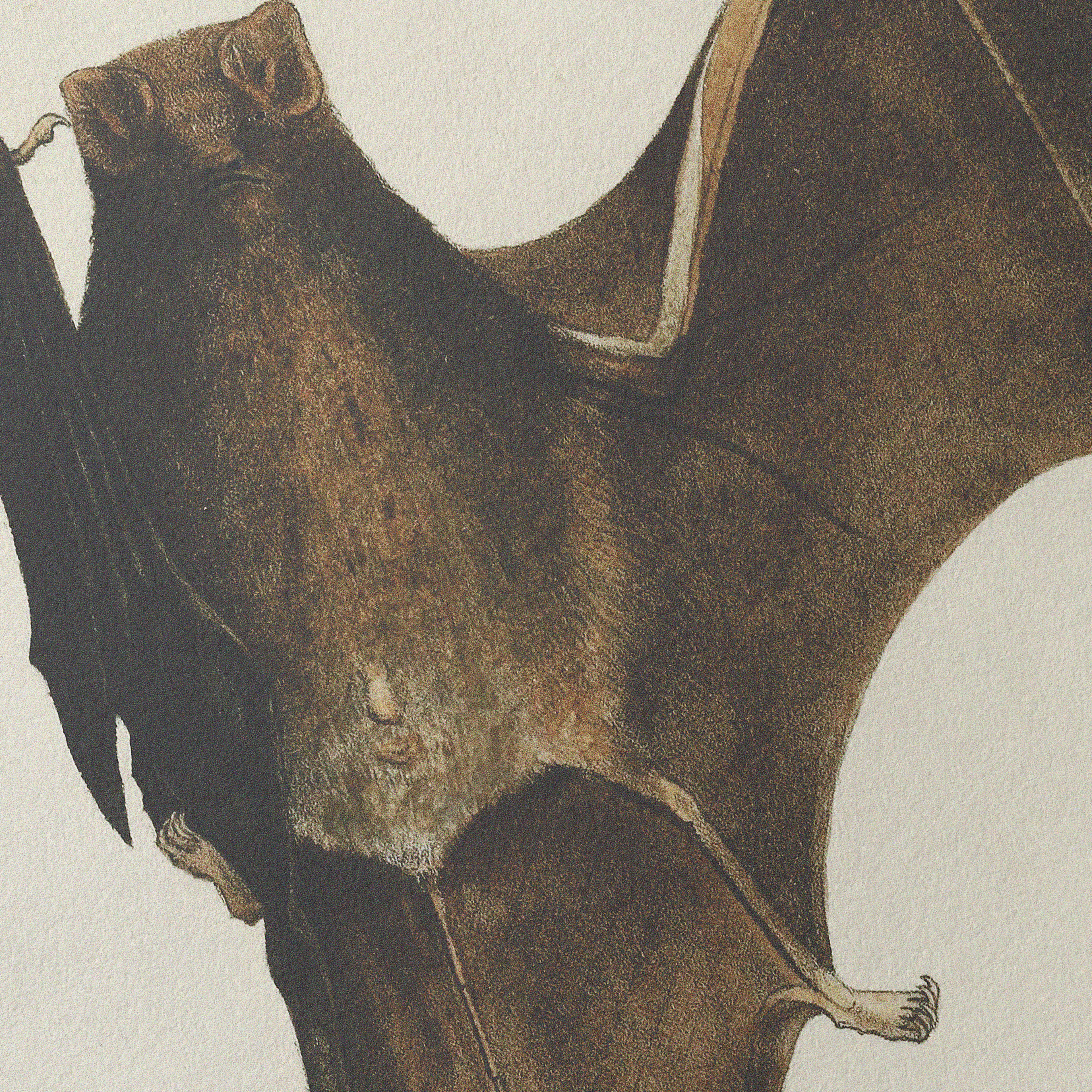 Natural History: Plate No. 94