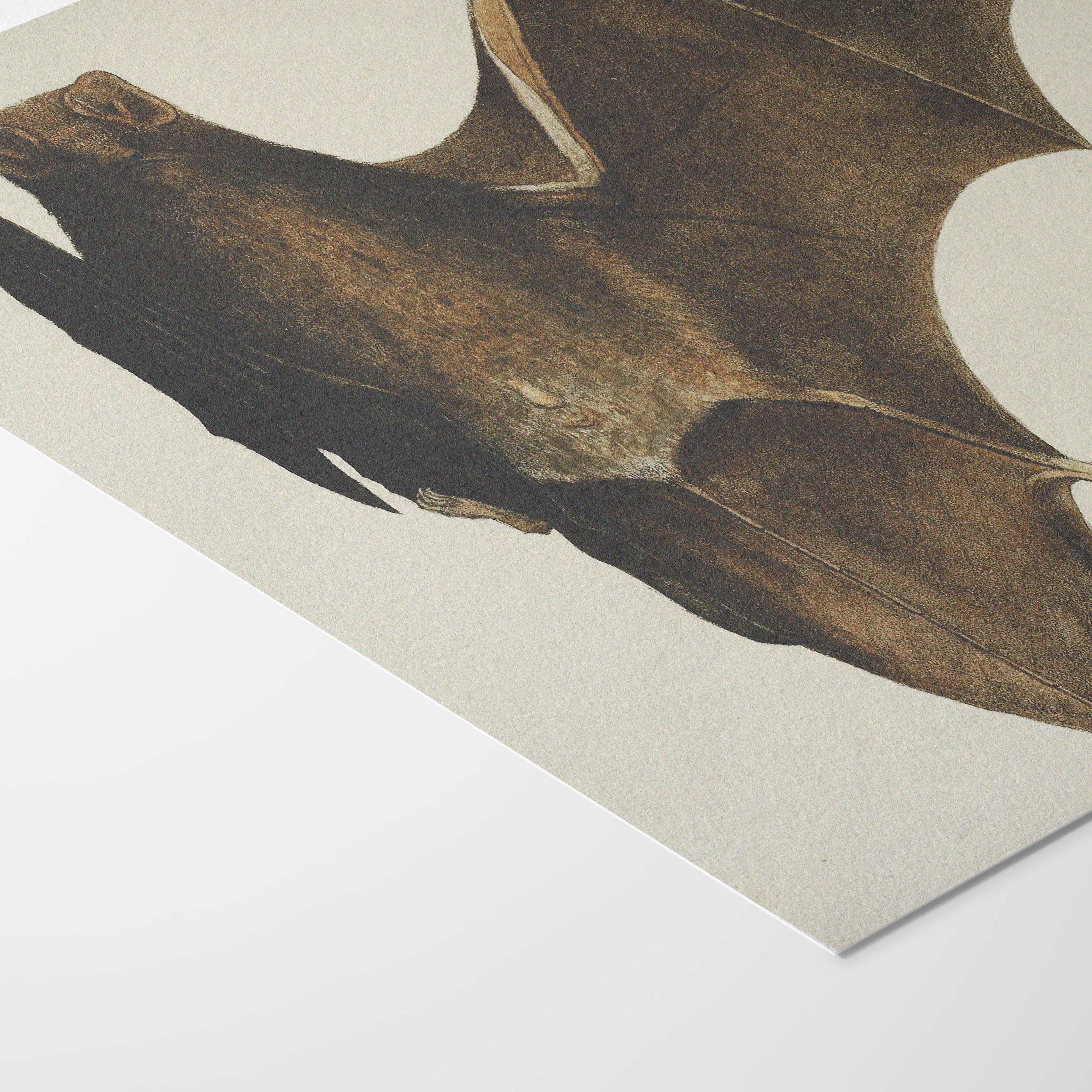 Natural History: Plate No. 94