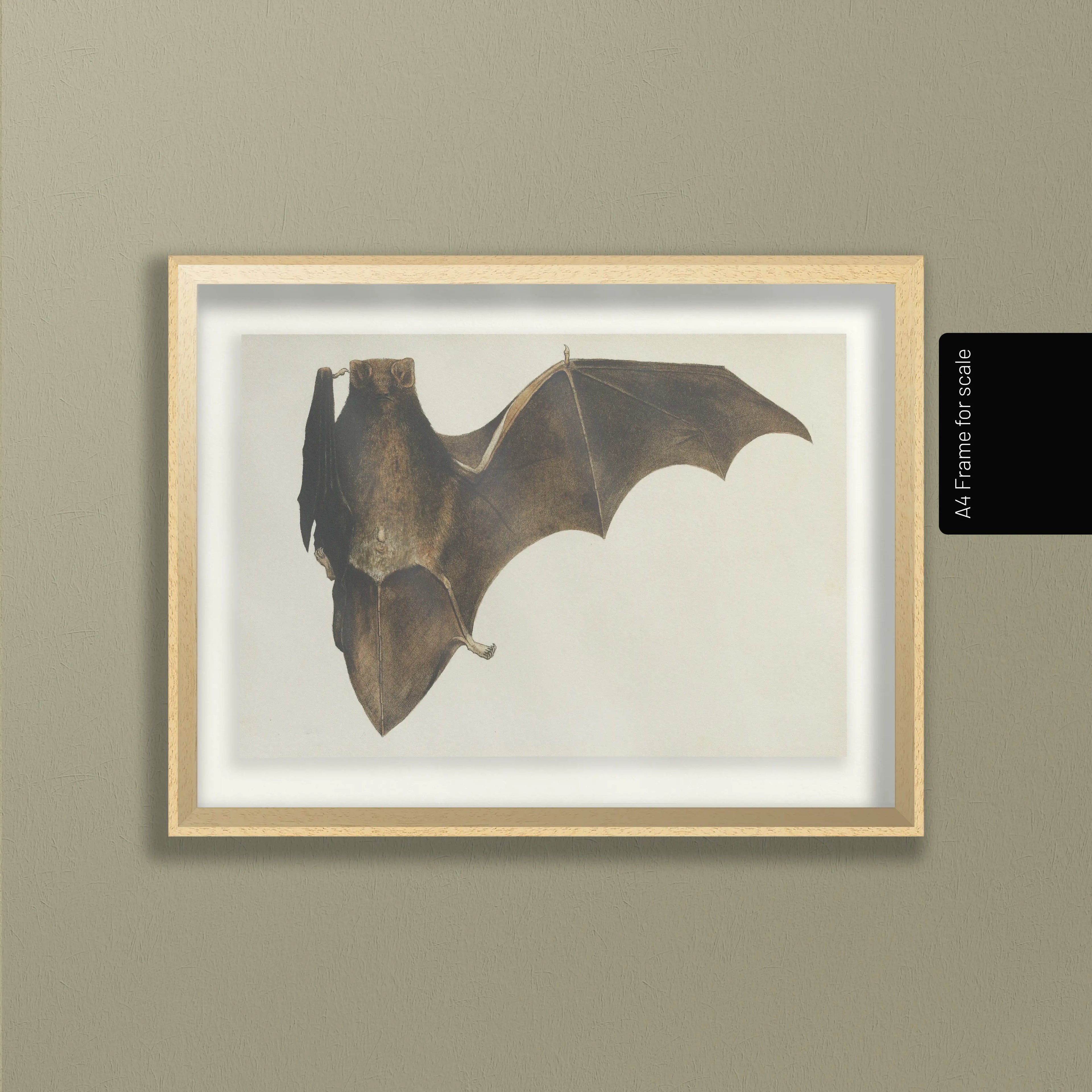 Natural History: Plate No. 94