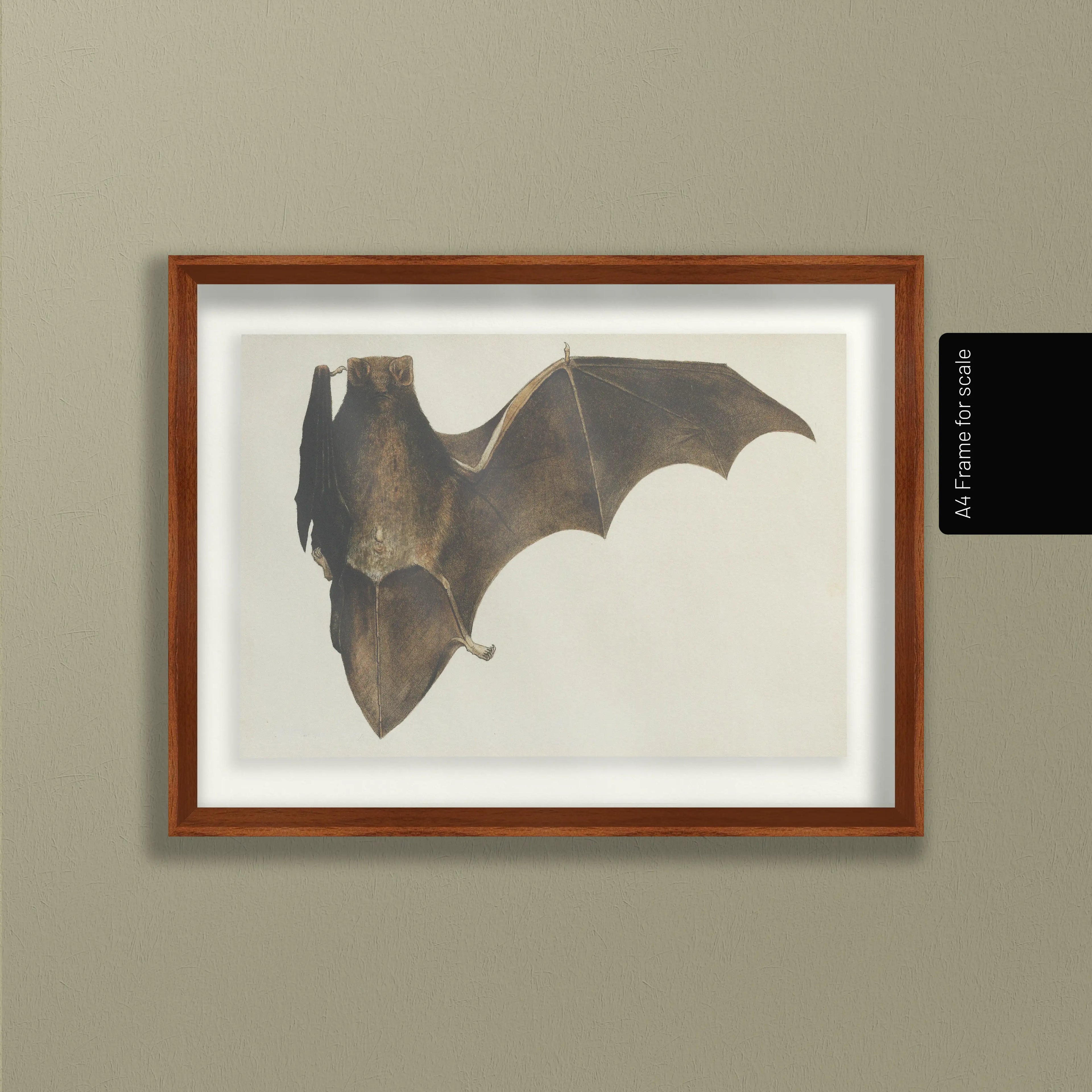 Natural History: Plate No. 94