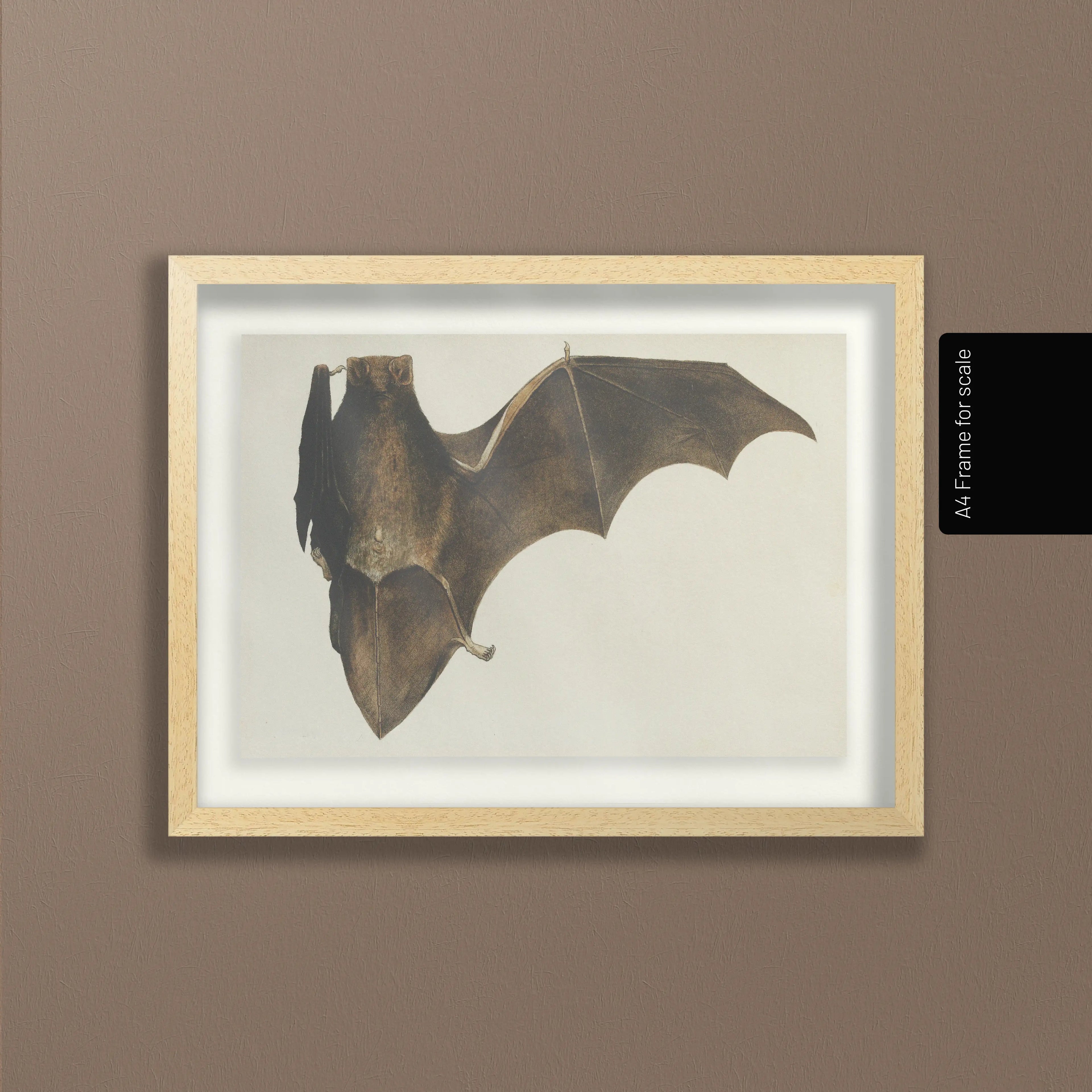 Natural History: Plate No. 94