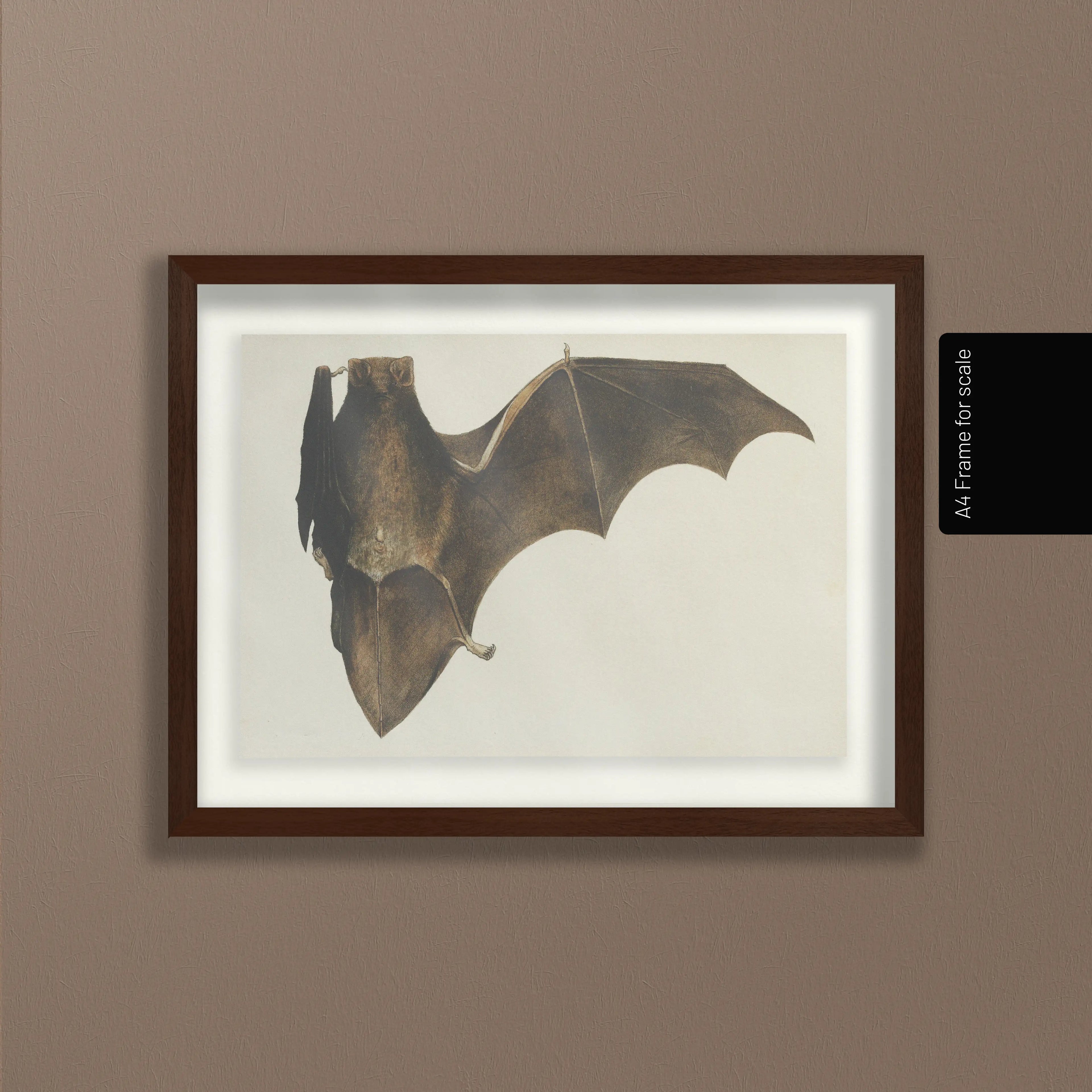 Natural History: Plate No. 94