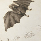 Natural History: Plate No. 95