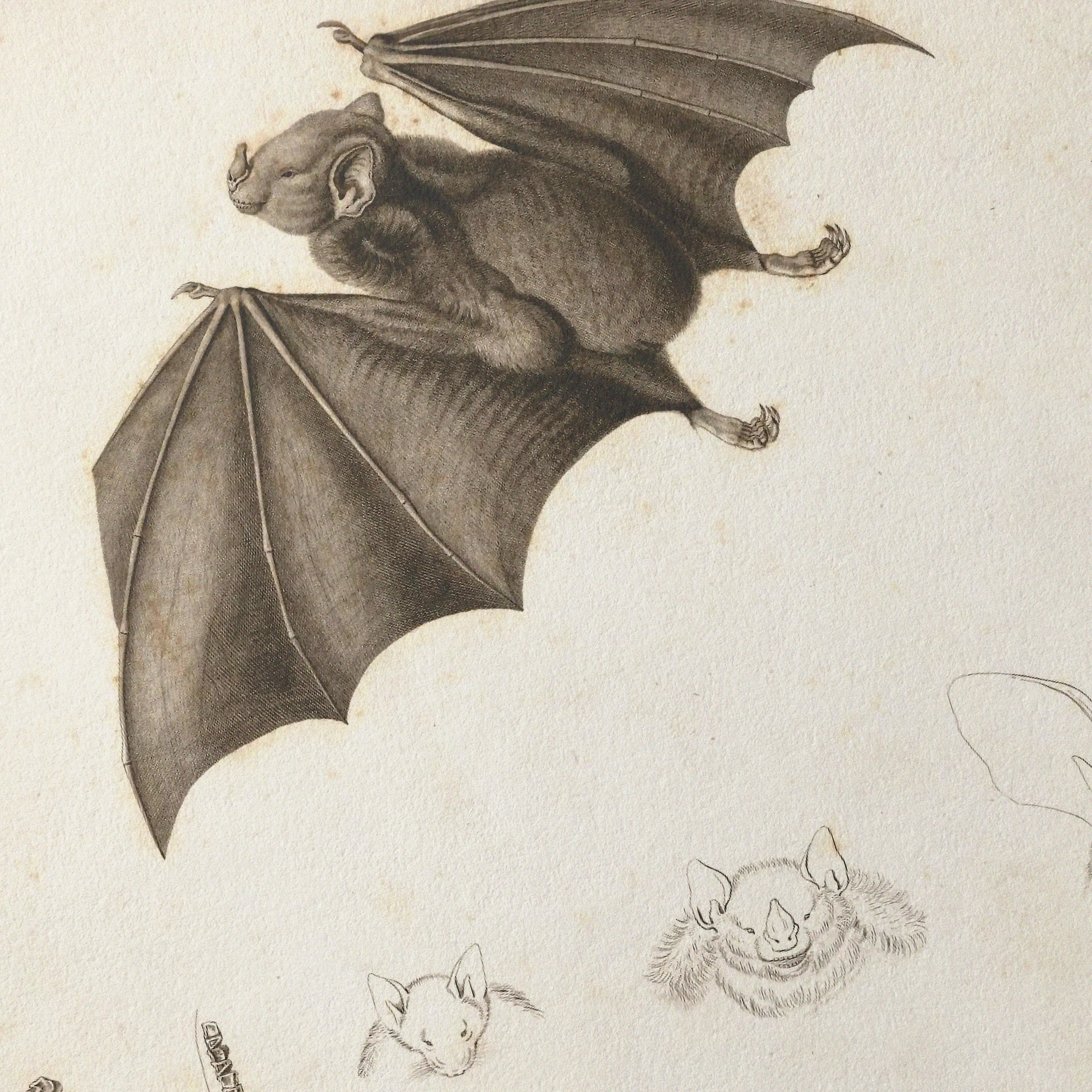 Natural History: Plate No. 95