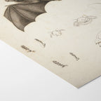 Natural History: Plate No. 95