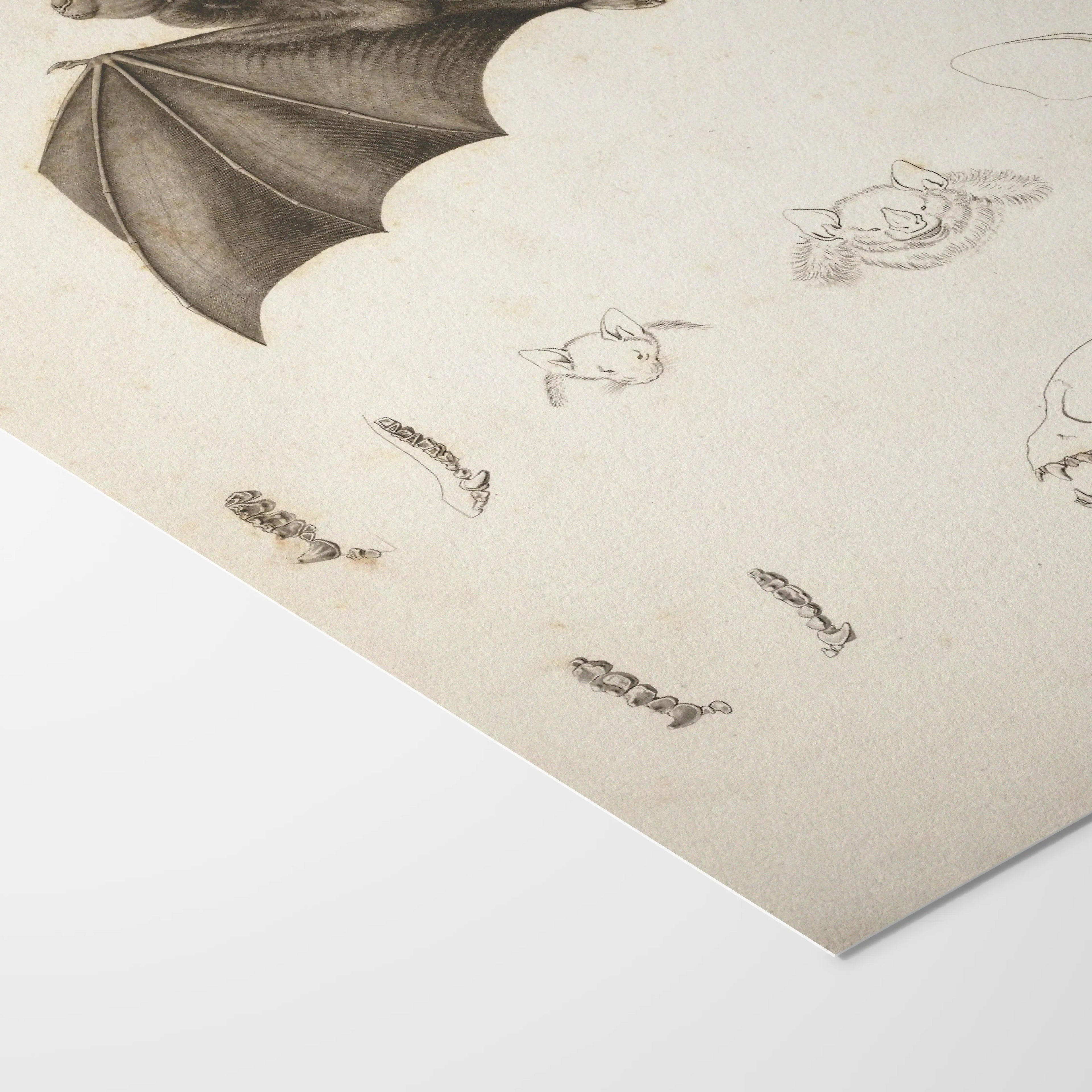 Natural History: Plate No. 95