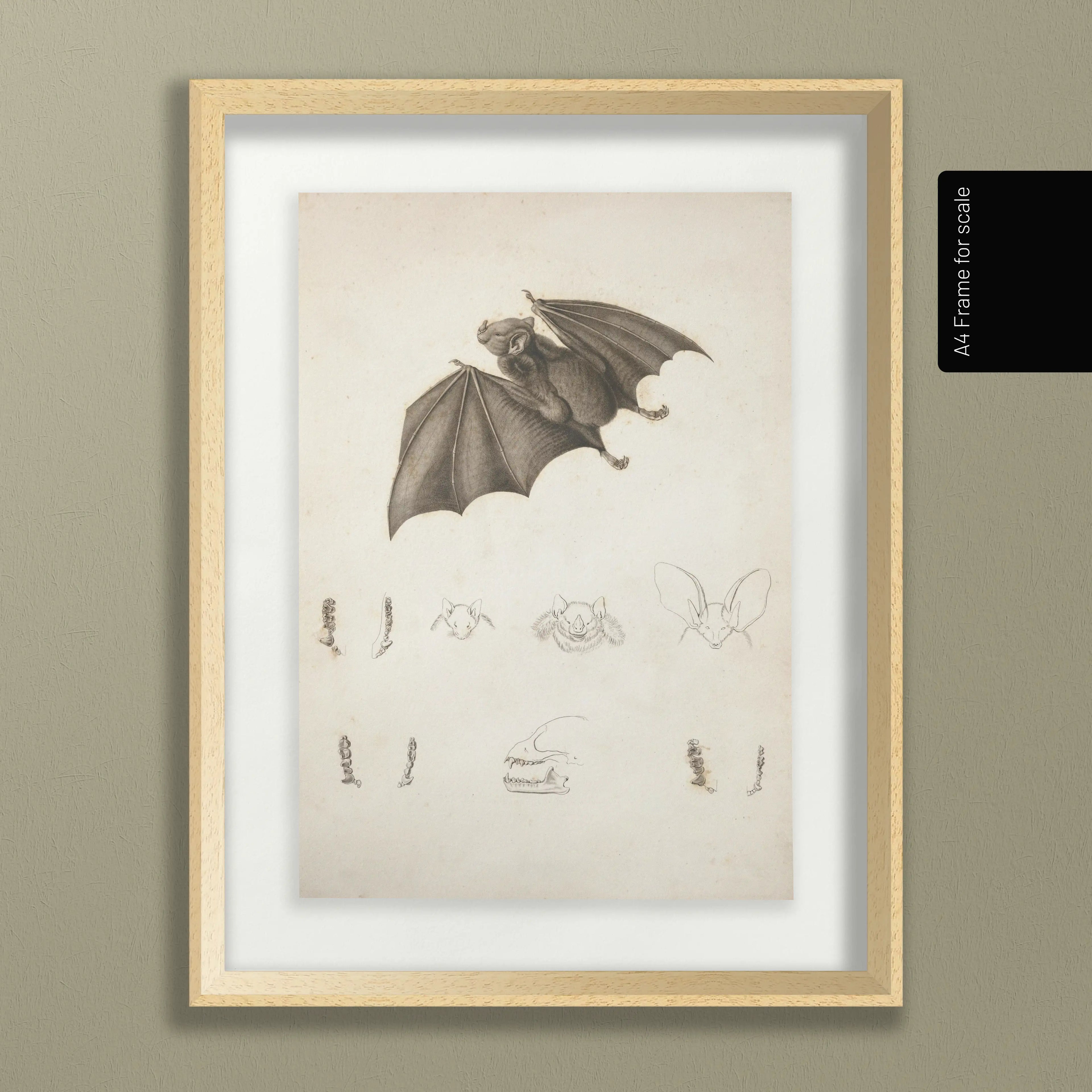 Natural History: Plate No. 95