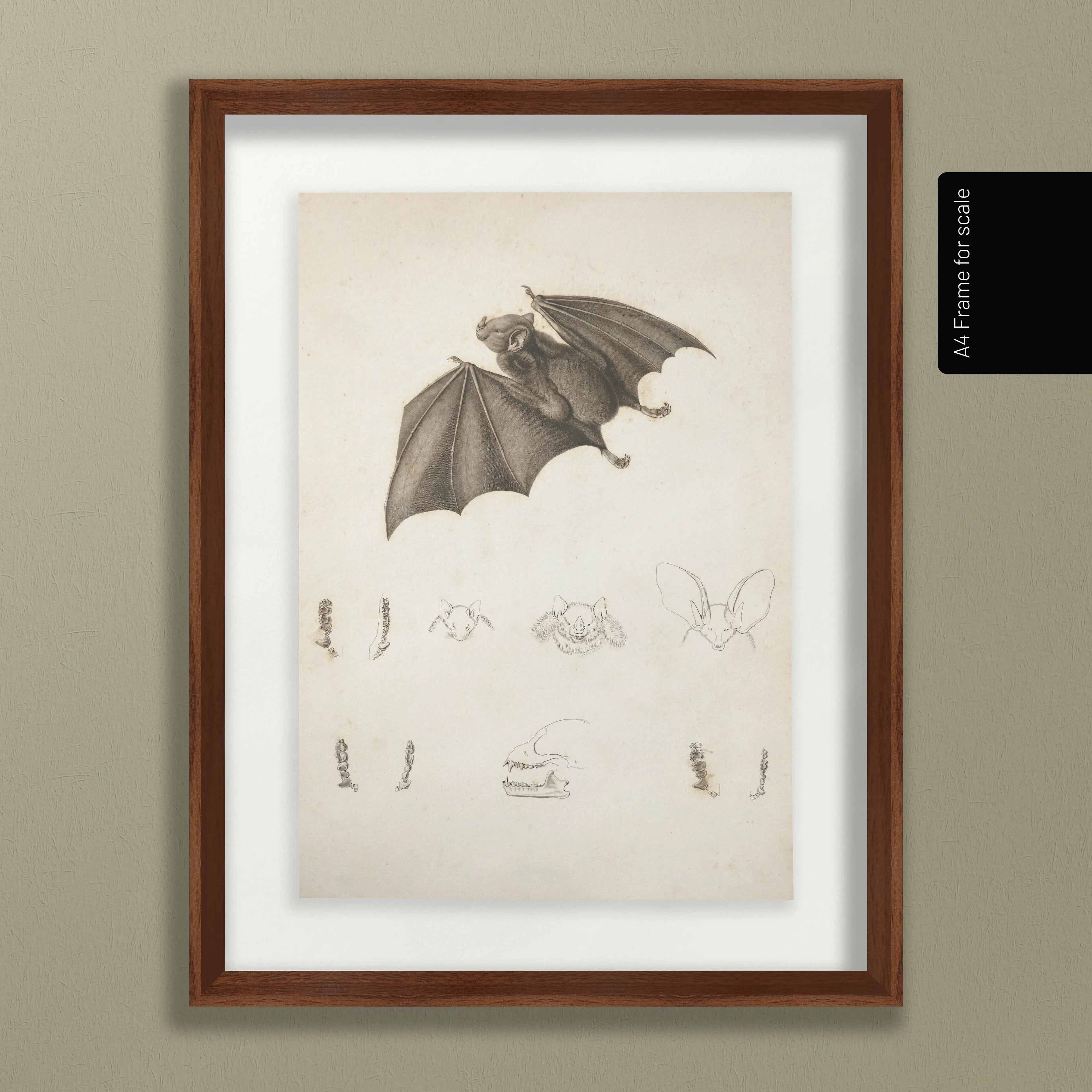 Natural History: Plate No. 95