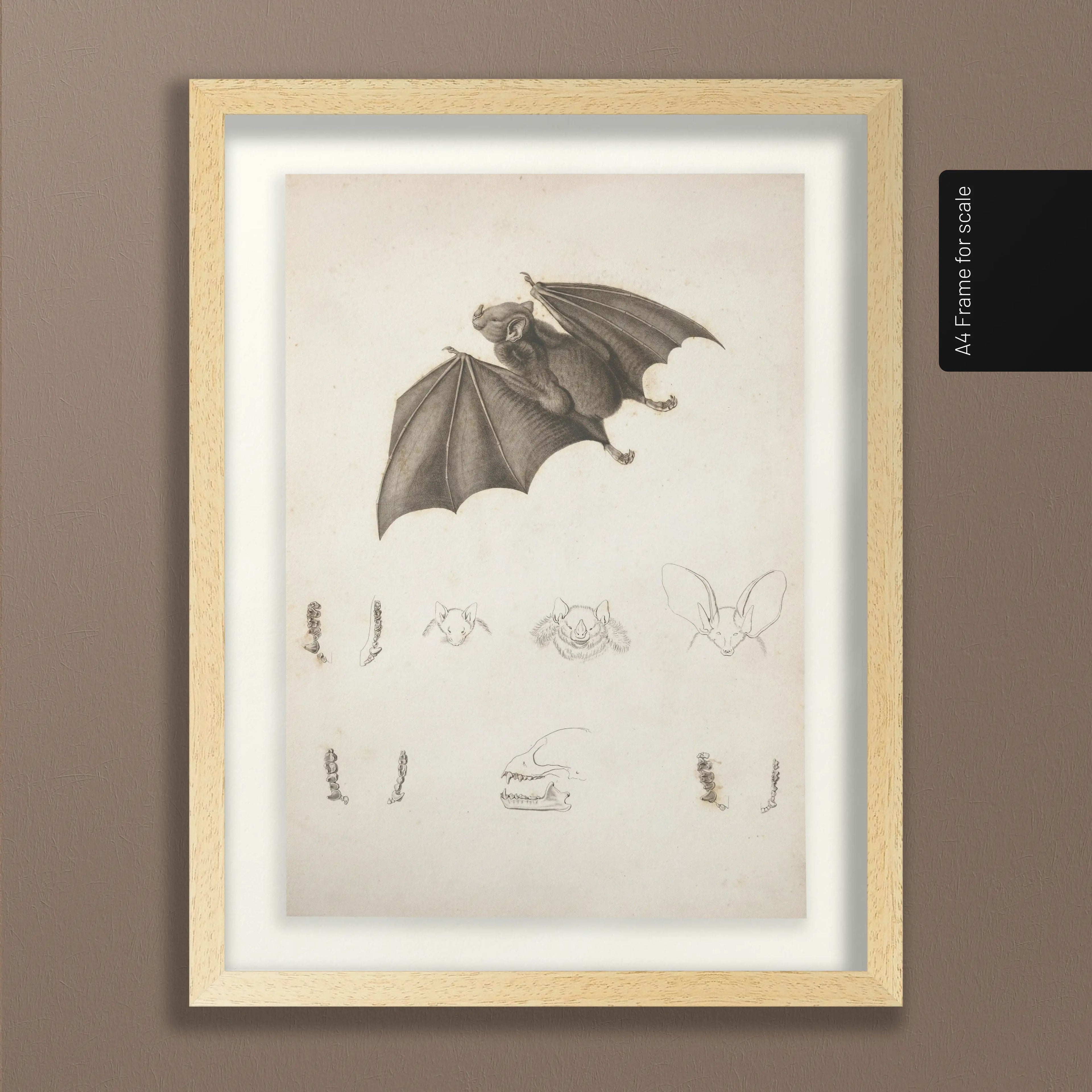 Natural History: Plate No. 95